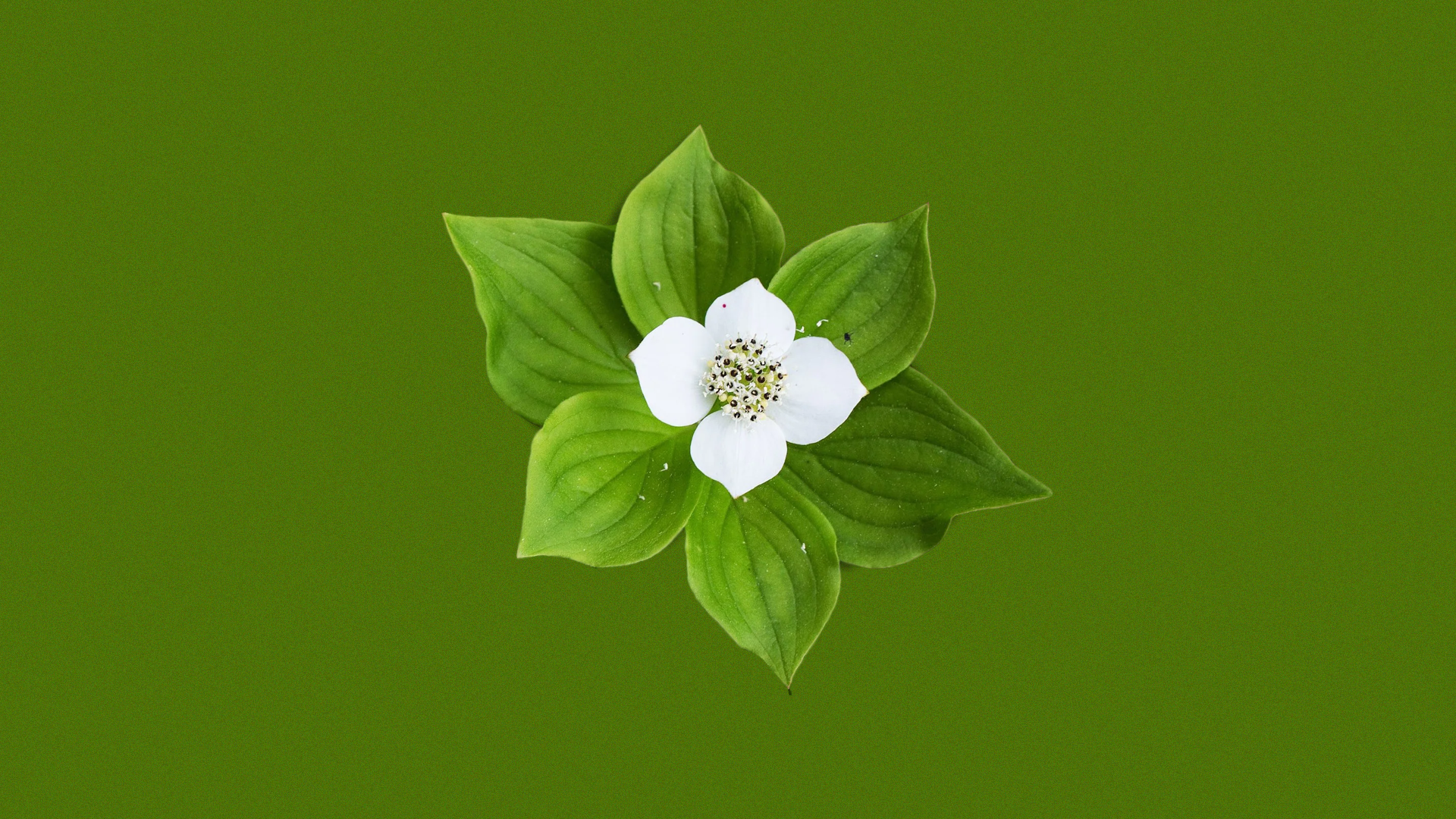 Buncheberry Nature Minimalism Simple Background Green Background Flowers Plants Green 1920x1080
