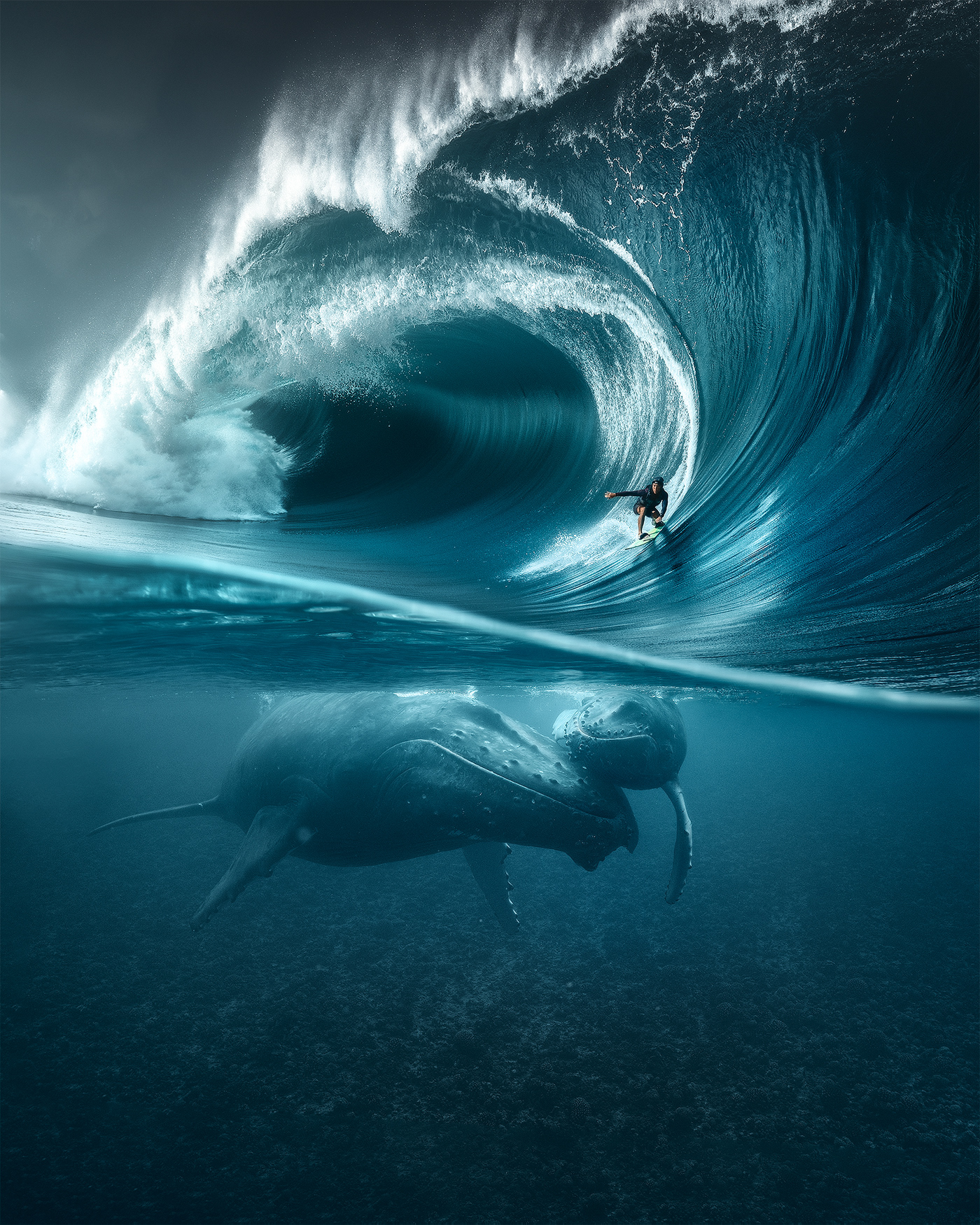 Nature Waves Sea Surfers Underwater Men People Whale Baby Animals Photography Portrait Display Kai Y 1400x1750