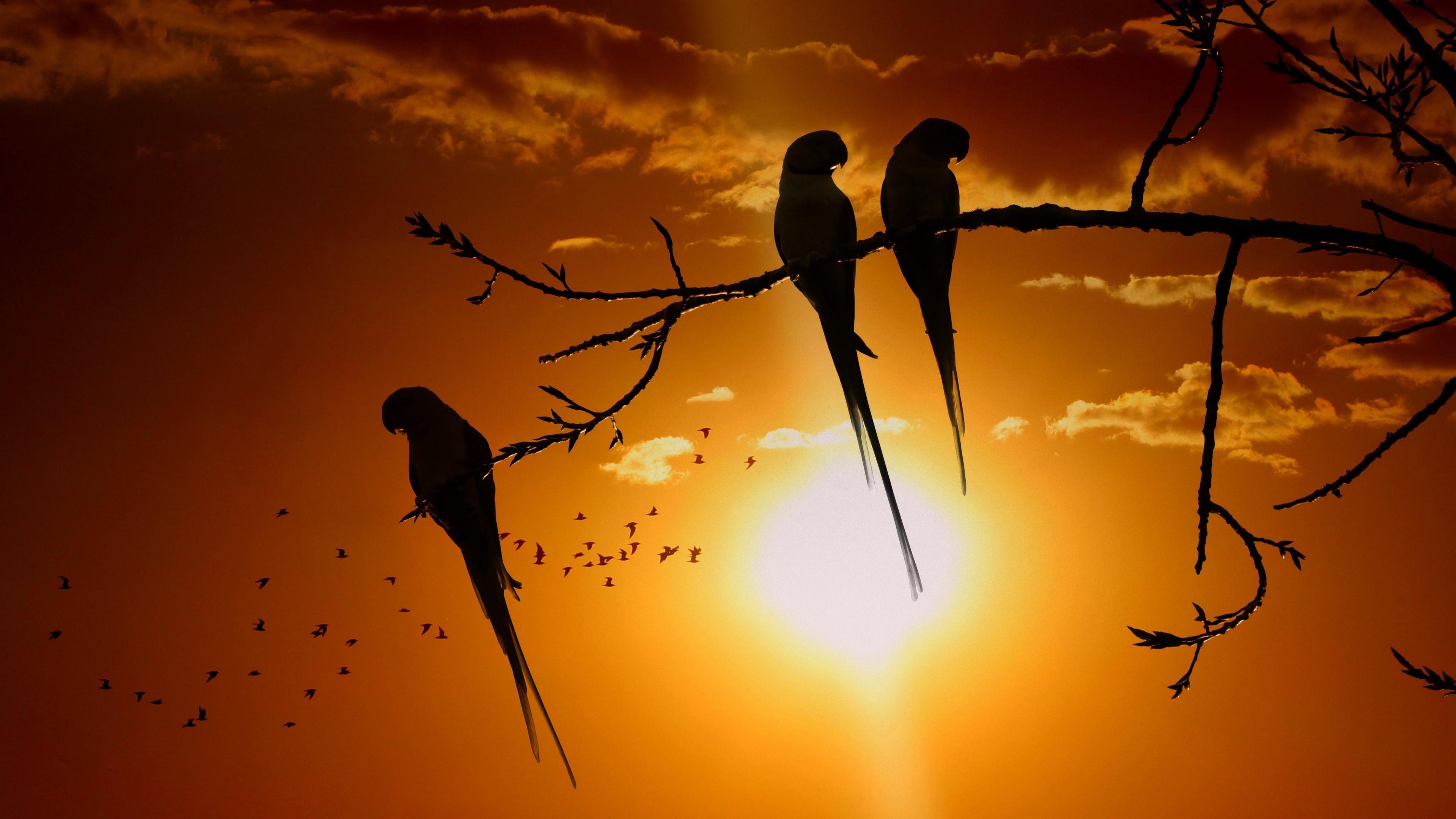 Bird Silhouette Branch Sunset 3840x2160