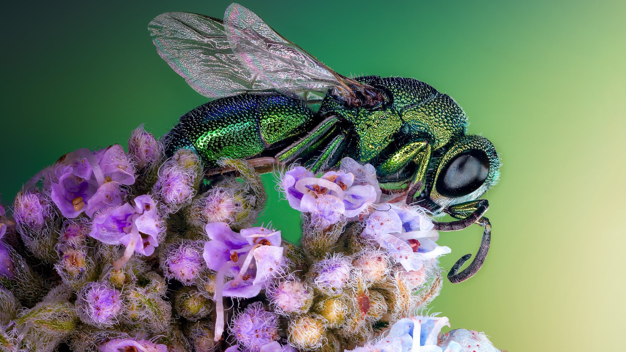 Insect Nature Animals Macro Closeup Iridescent 2048x1152