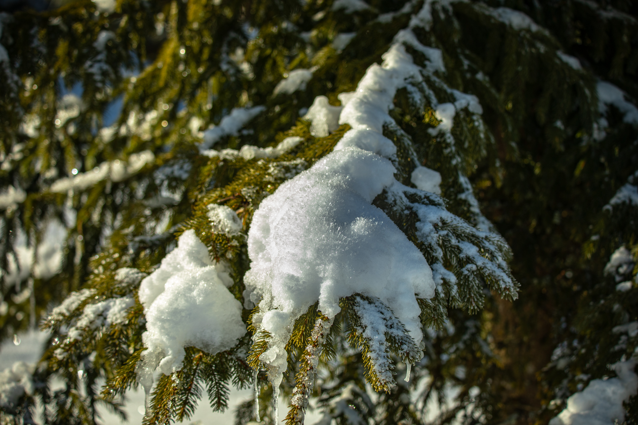 Photography Trees Snow Ice Pine Needles Outdoors Plants Greenery Nature 2048x1365