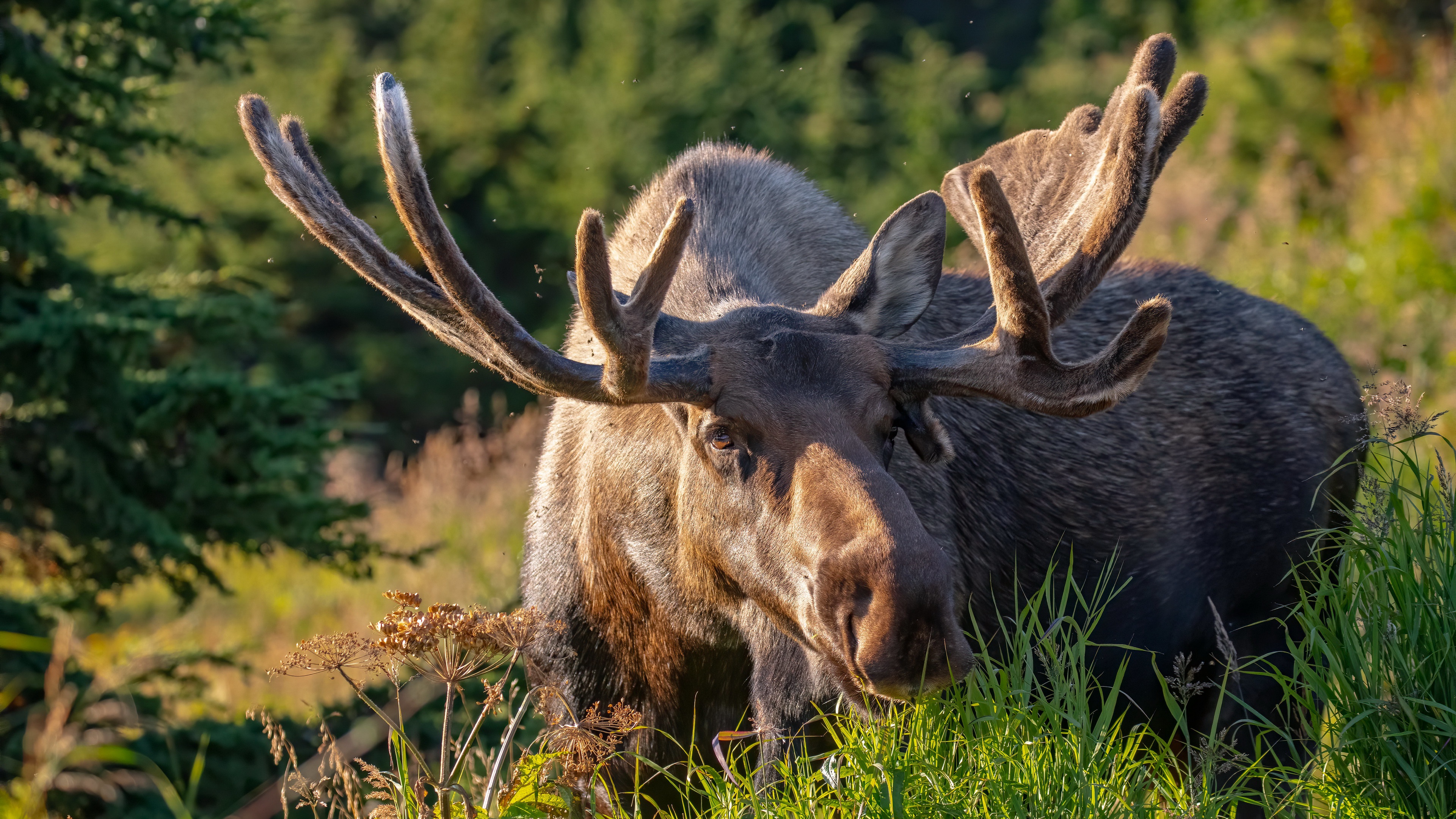 Moose Nature Depth Of Field Animals Mammals Horns Antlers Grass 3840x2160