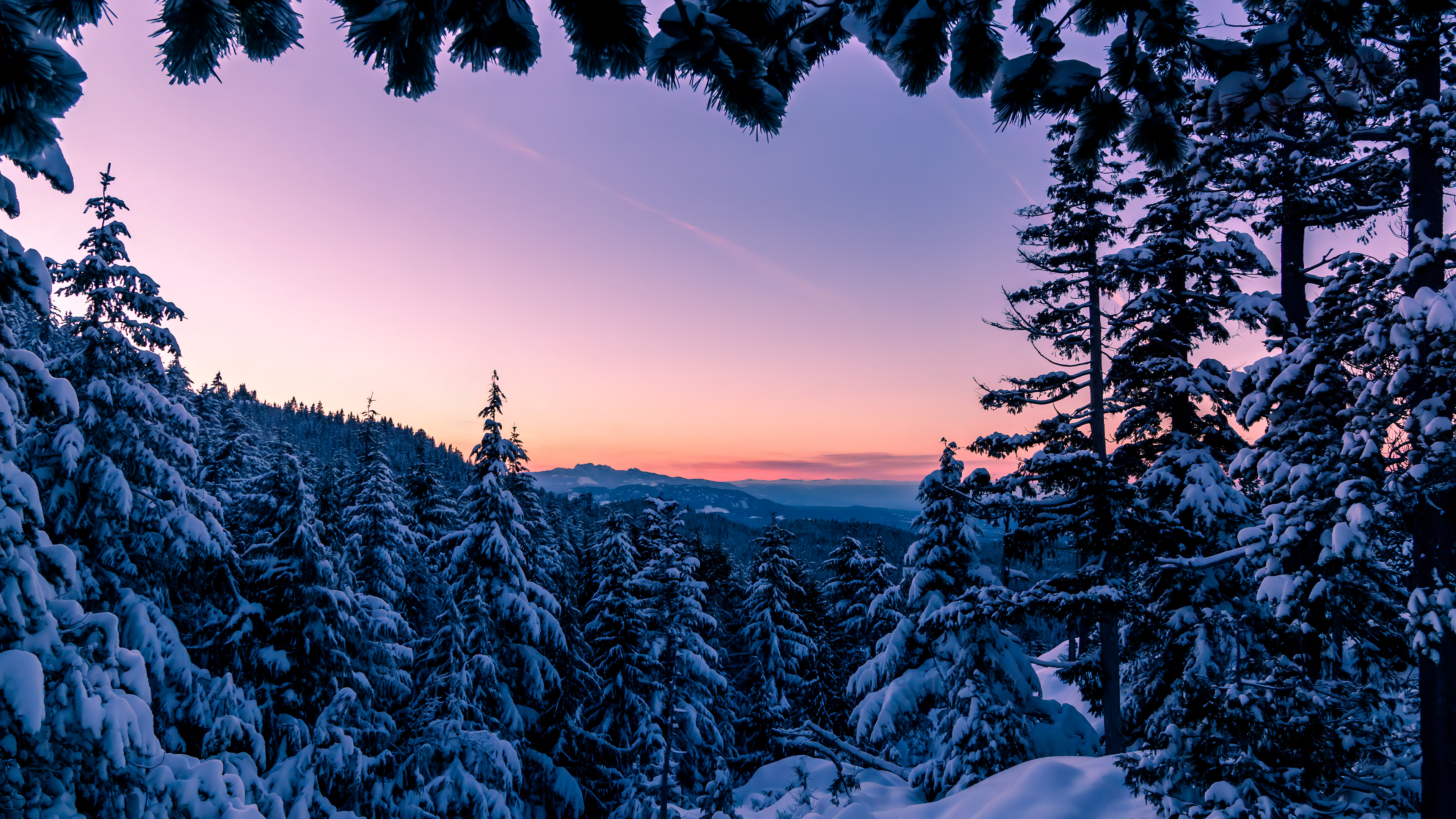 Winter Snow Cold Forest Sunset Trees Nature 3840x2160