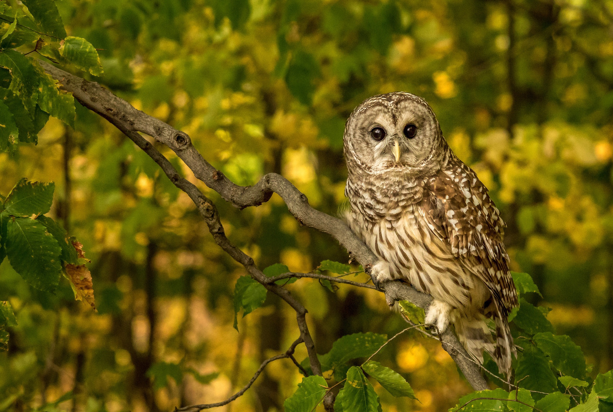 Owl Branch Bird 2048x1375