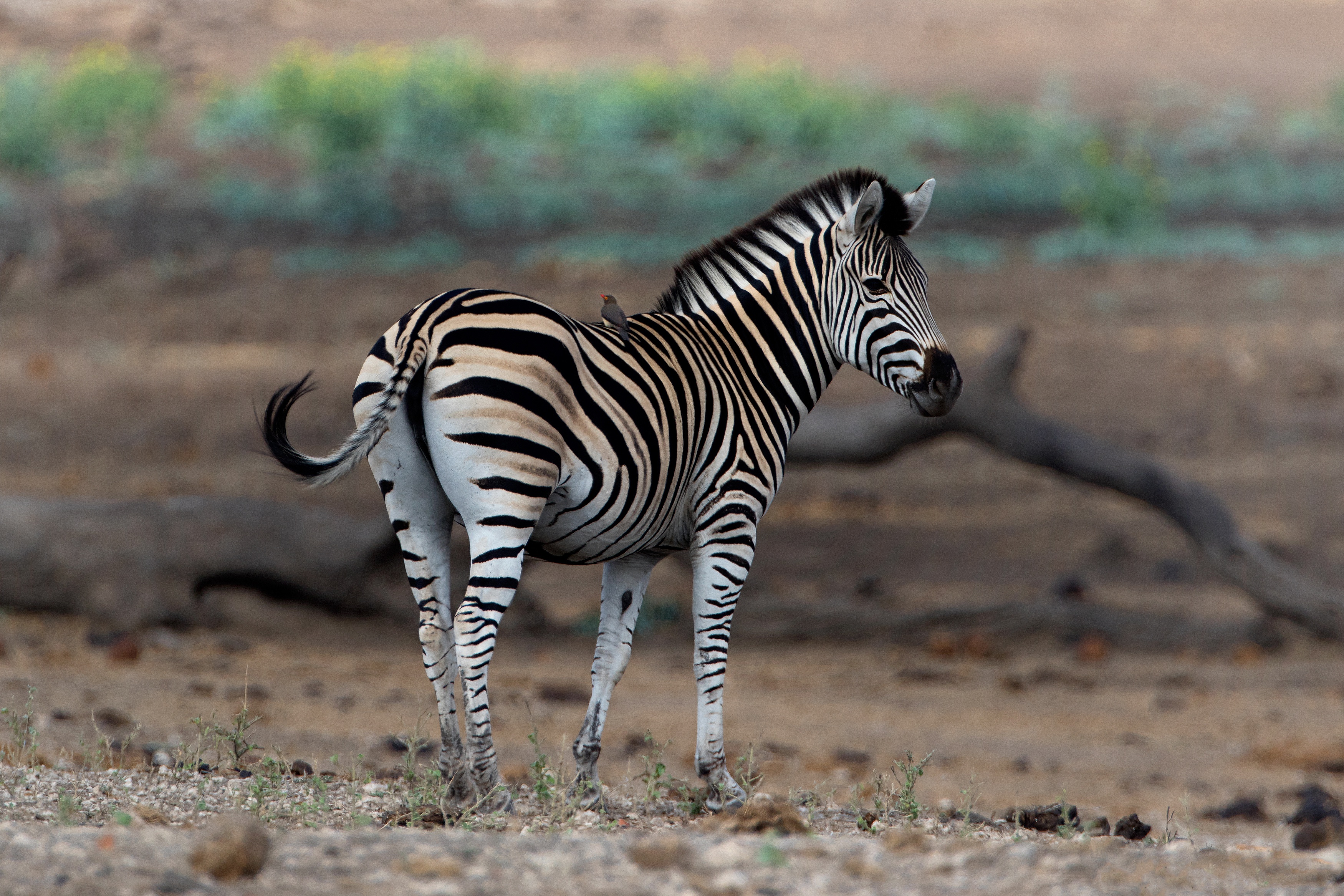 Animal Zebra 3500x2333