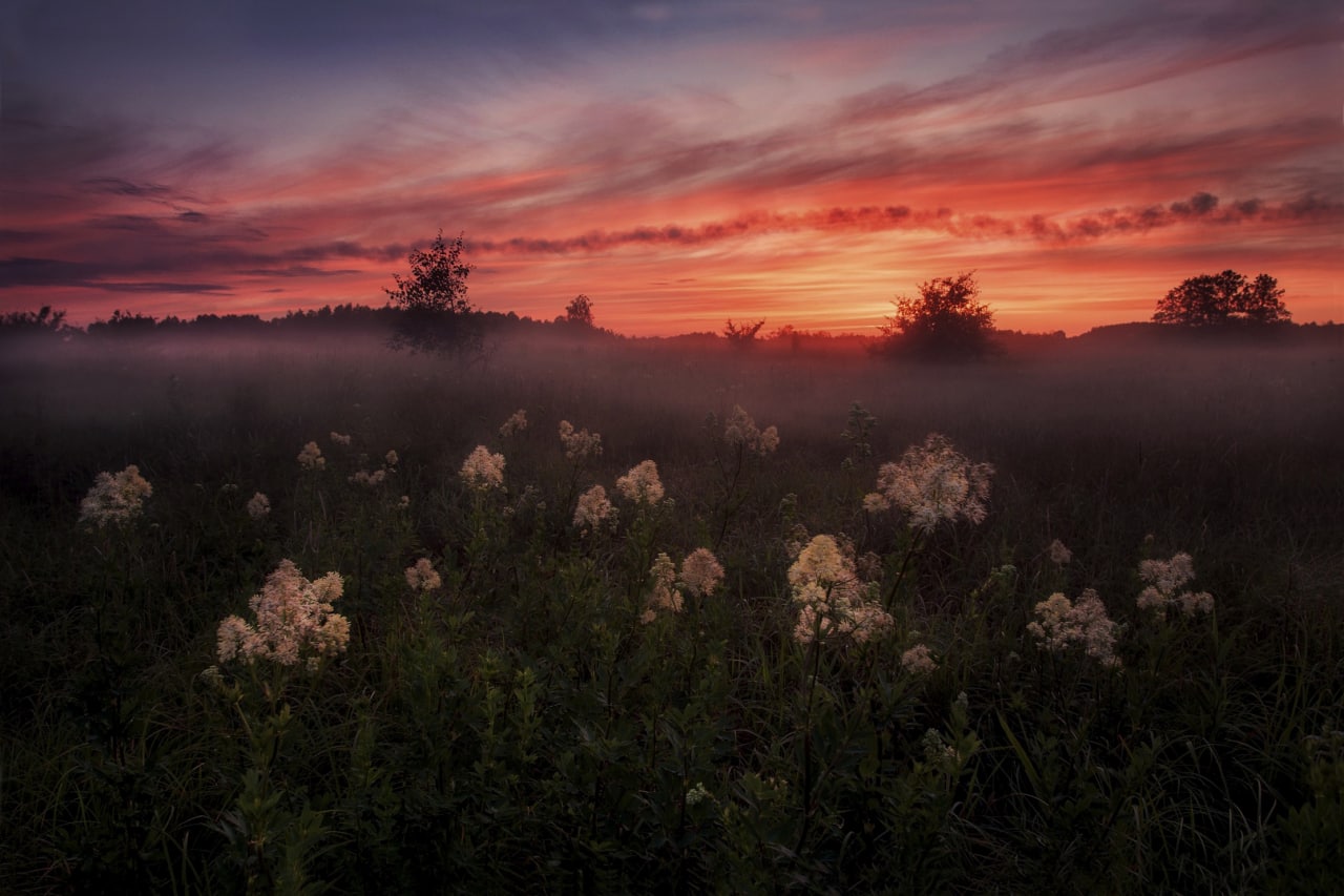 Russia Flowers Morning Evening Nature 1280x853