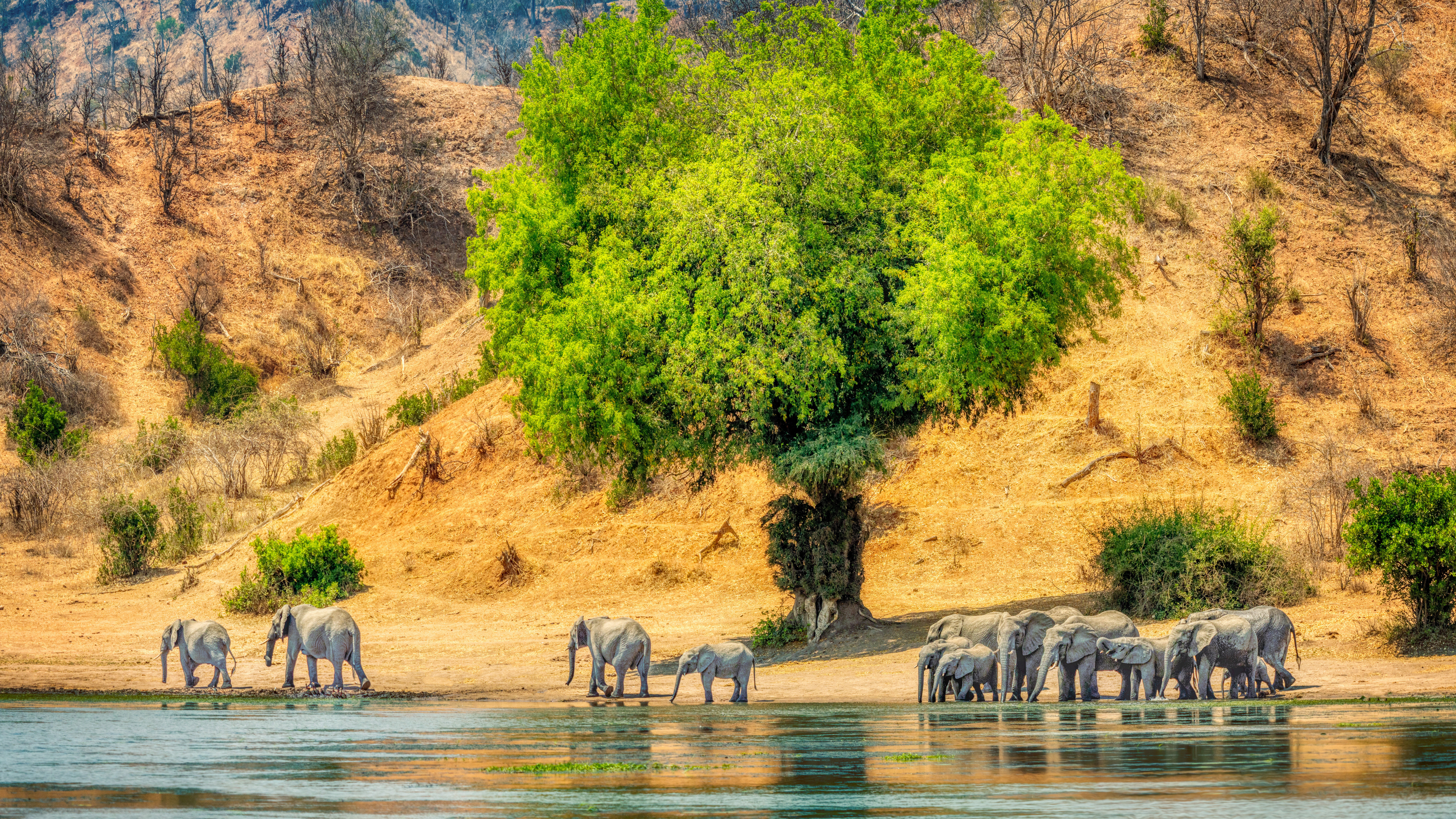 Trey Ratcliff Elephant Animals Water Trees 7680x4320