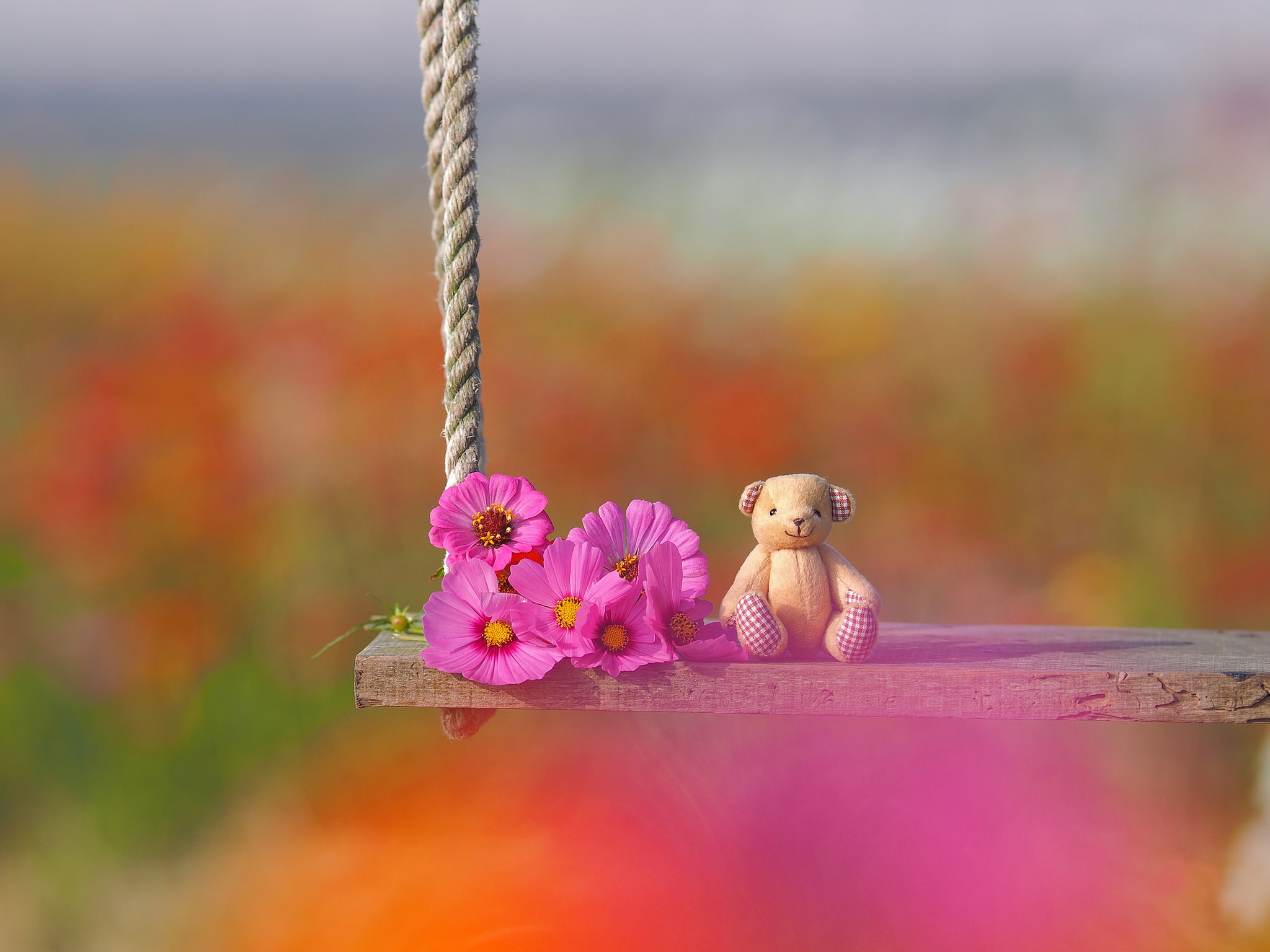 Flower Swing Toy Cosmos Teddy Bear 2048x1536
