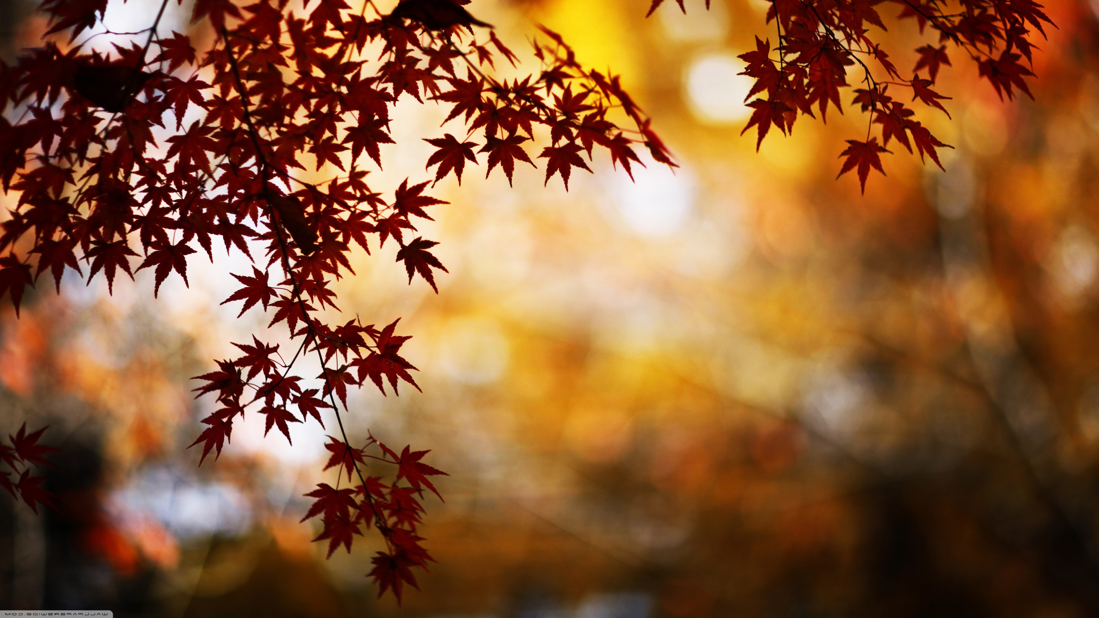 Nature Leaves Fall Trees Plants Outdoors 3840x2160