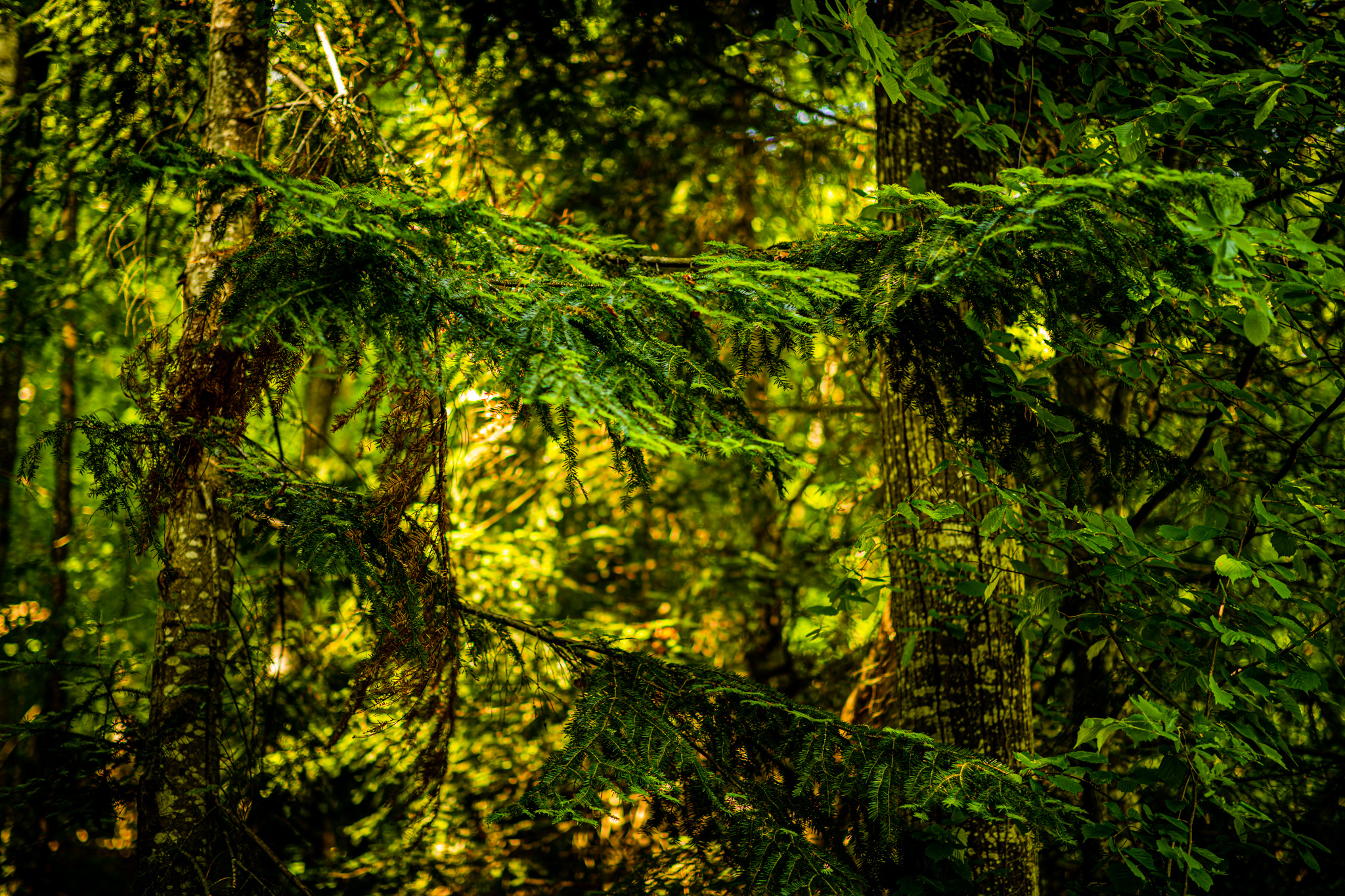Photography Outdoors Tree Bark Trees Fir Tree Greenery Leaves Forest 2048x1365