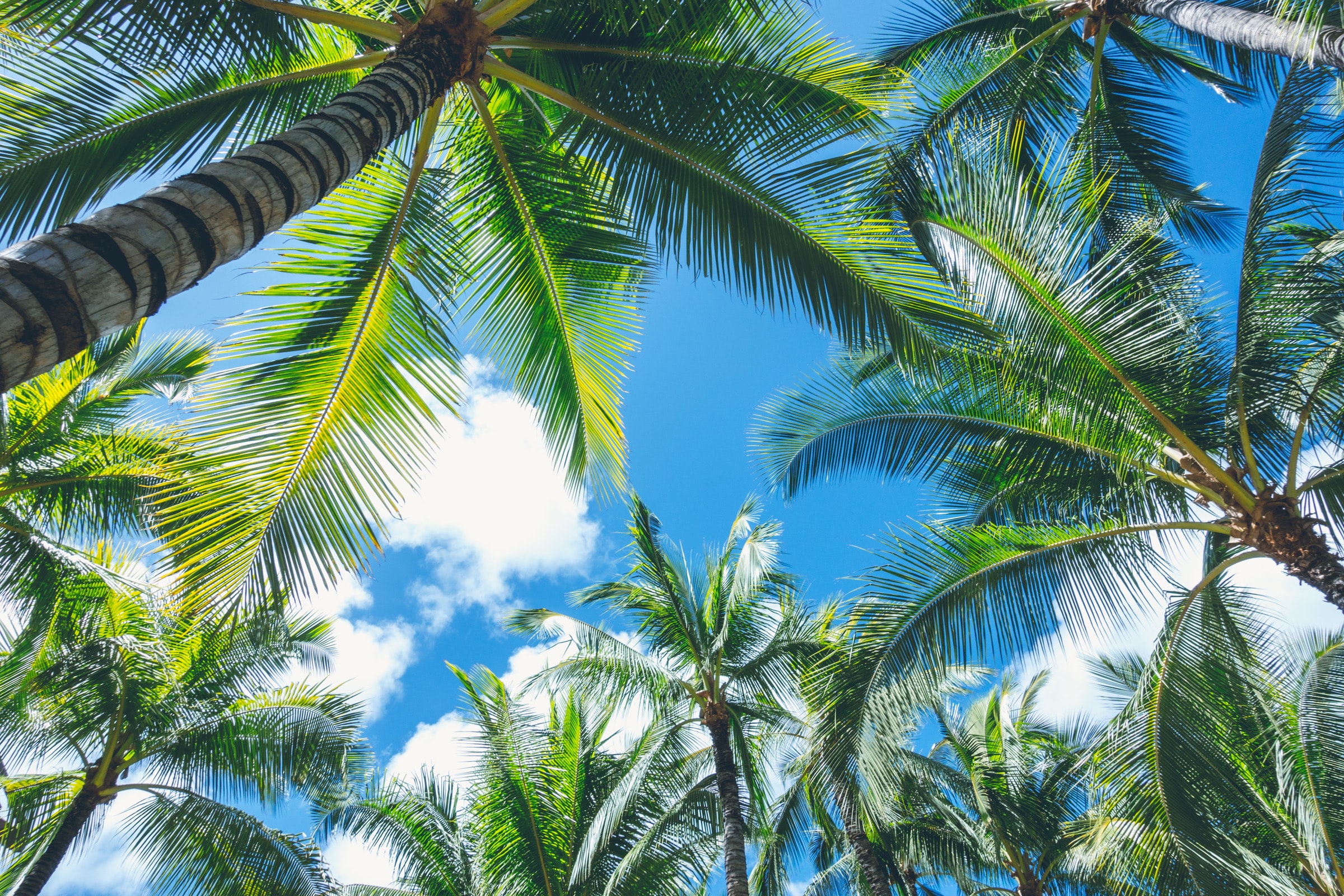 Tropical Palm Trees Sky Trees Clouds 2400x1600