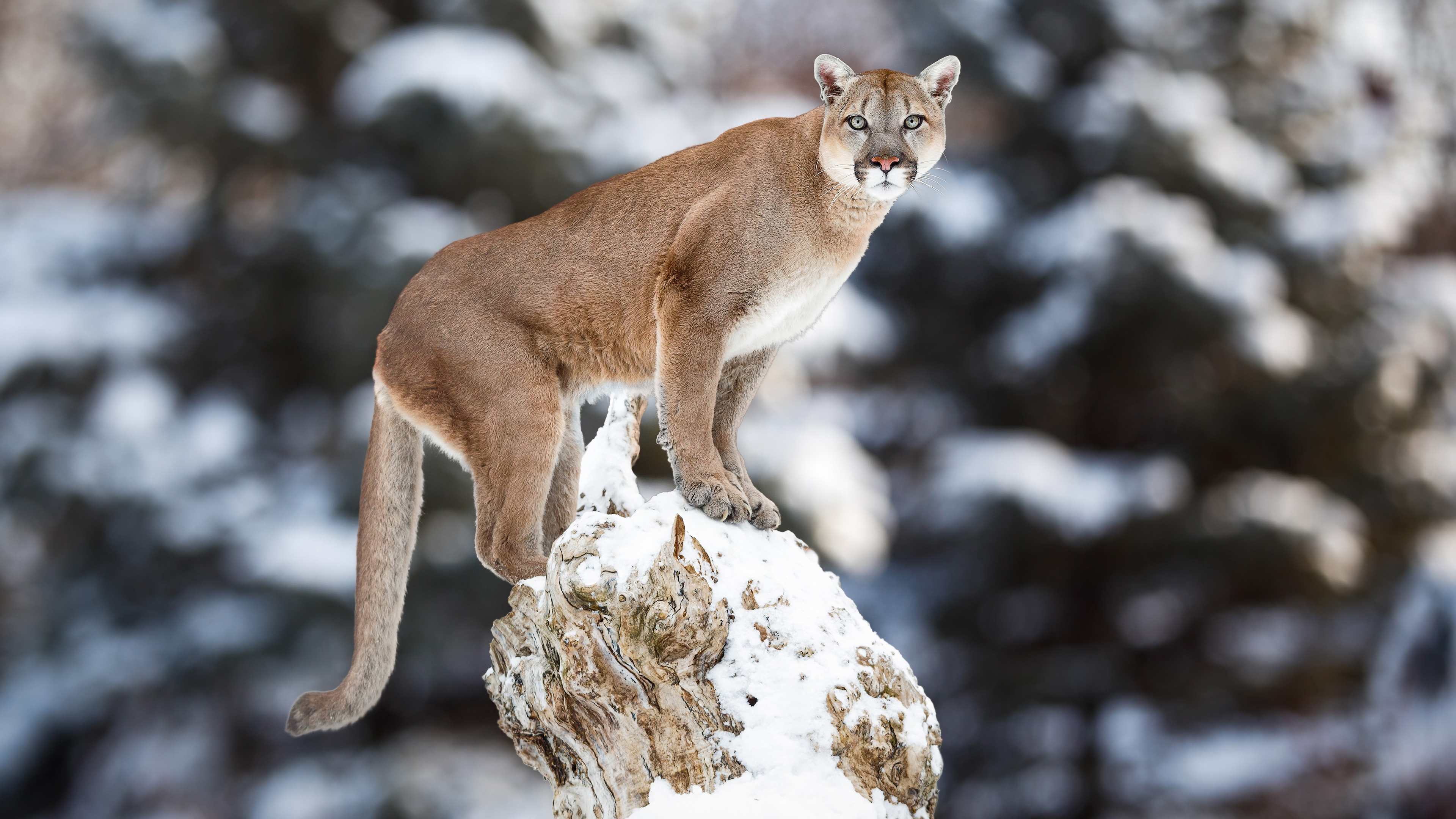 Wildcat Pumas Animals Big Cats Cougars Mammals Nature Winter Depth Of Field Snow Feline 3840x2160