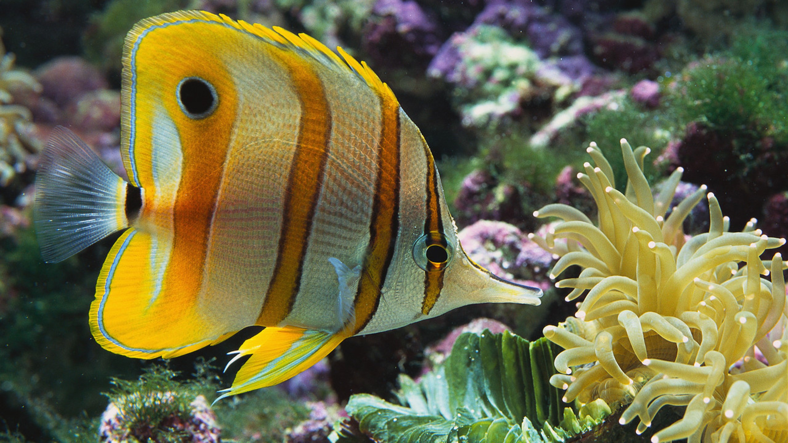 Photography Fish Underwater Sea Anemones Stripes Copperband Butterflyfish Corbis Coral Coral Reef Na 2560x1440