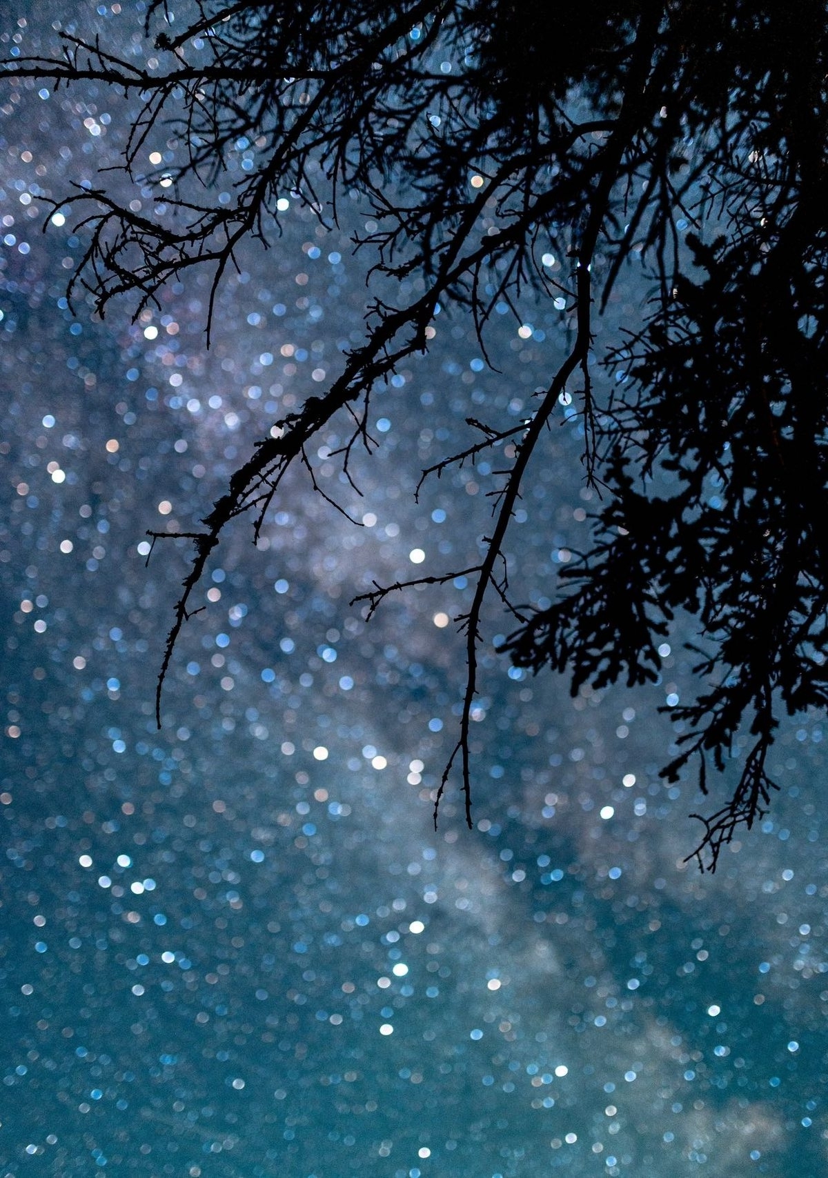 Starry Night Stars Nature Branch 1200x1708