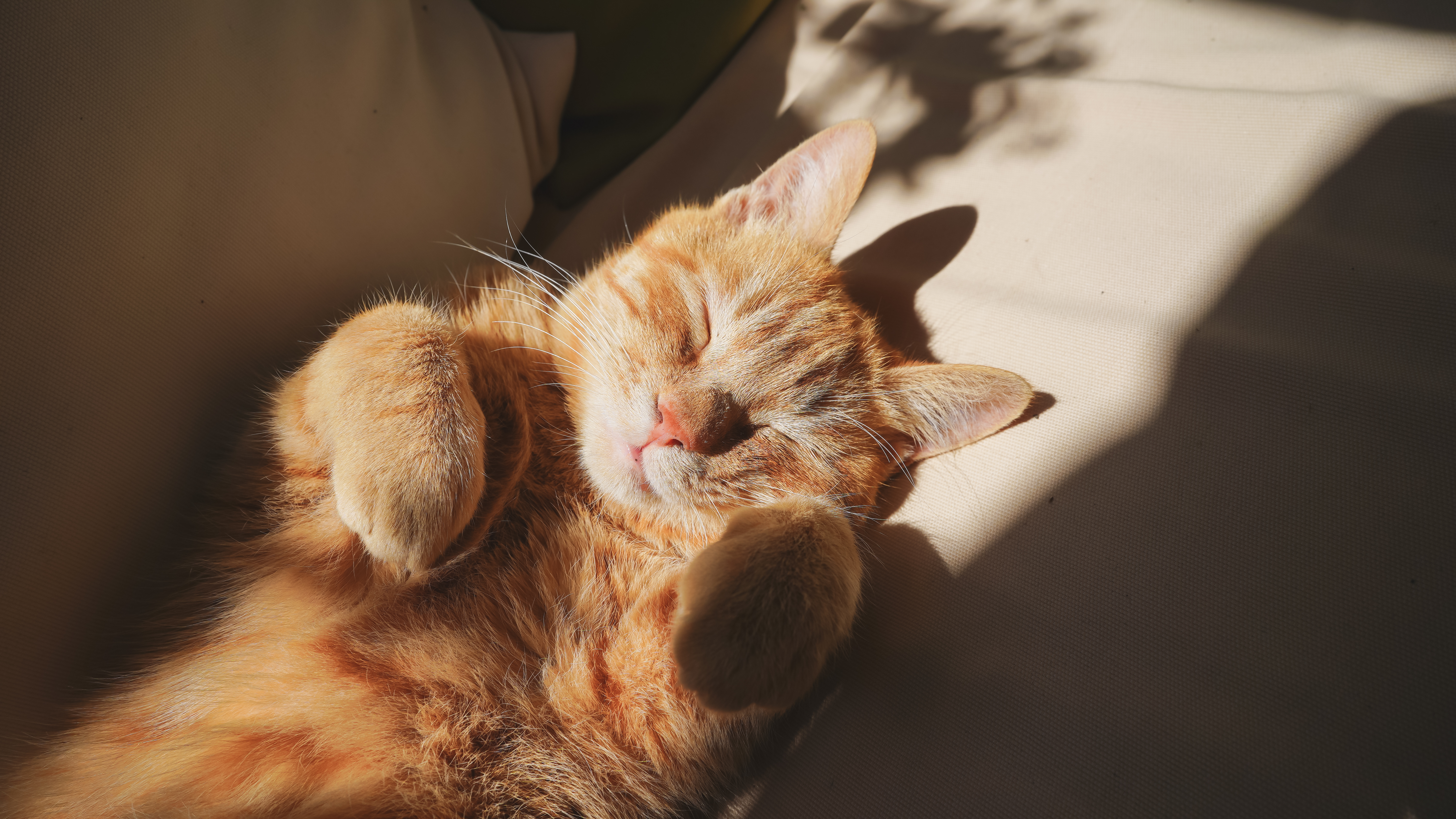 Pet Cats Sunlight Orange Tabby Paws Animals Closed Eyes Lying On Back 6000x3376