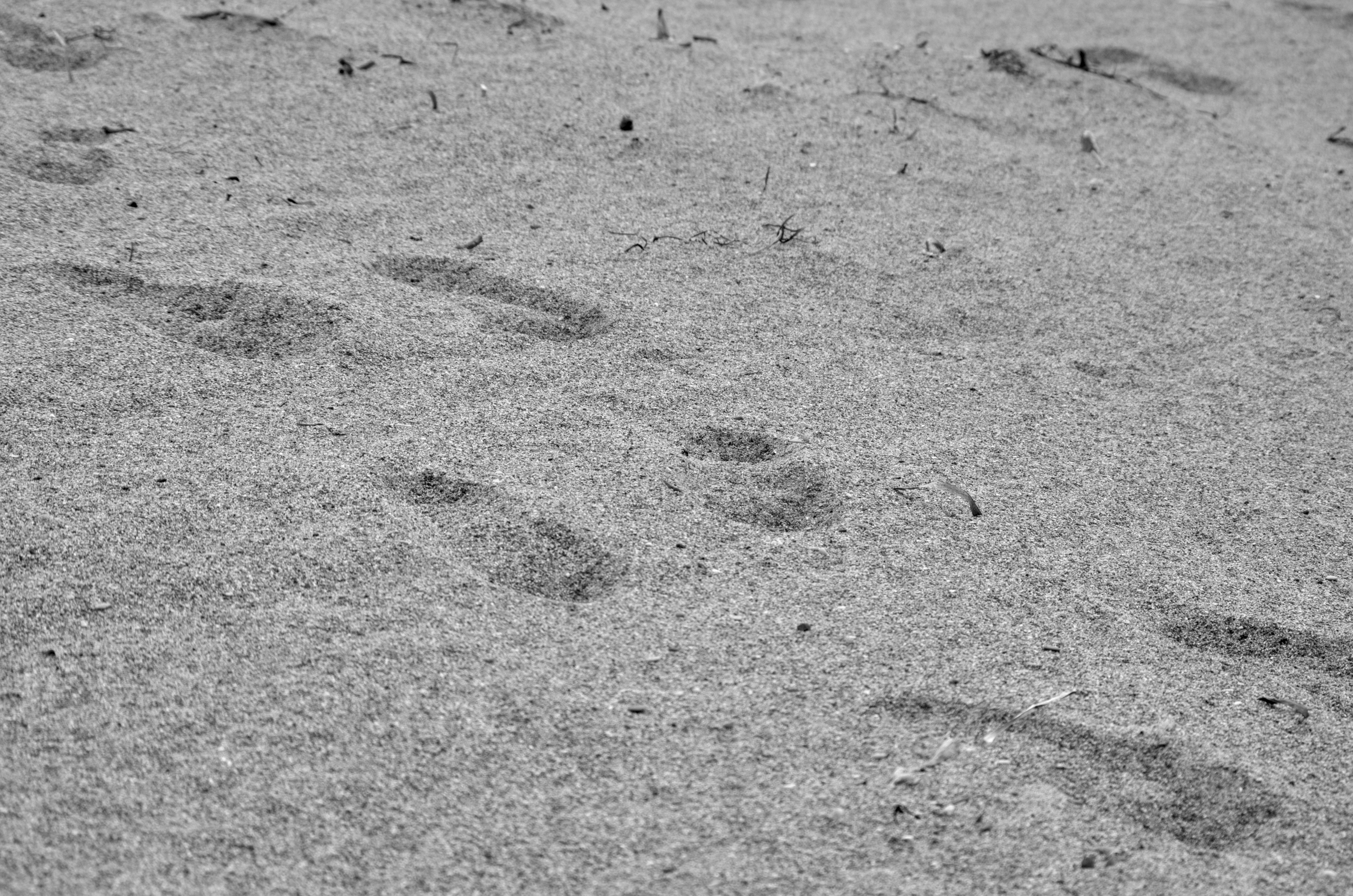 Monochrome Photography Sand Beach Summer Foot Prints Outdoors 4928x3264