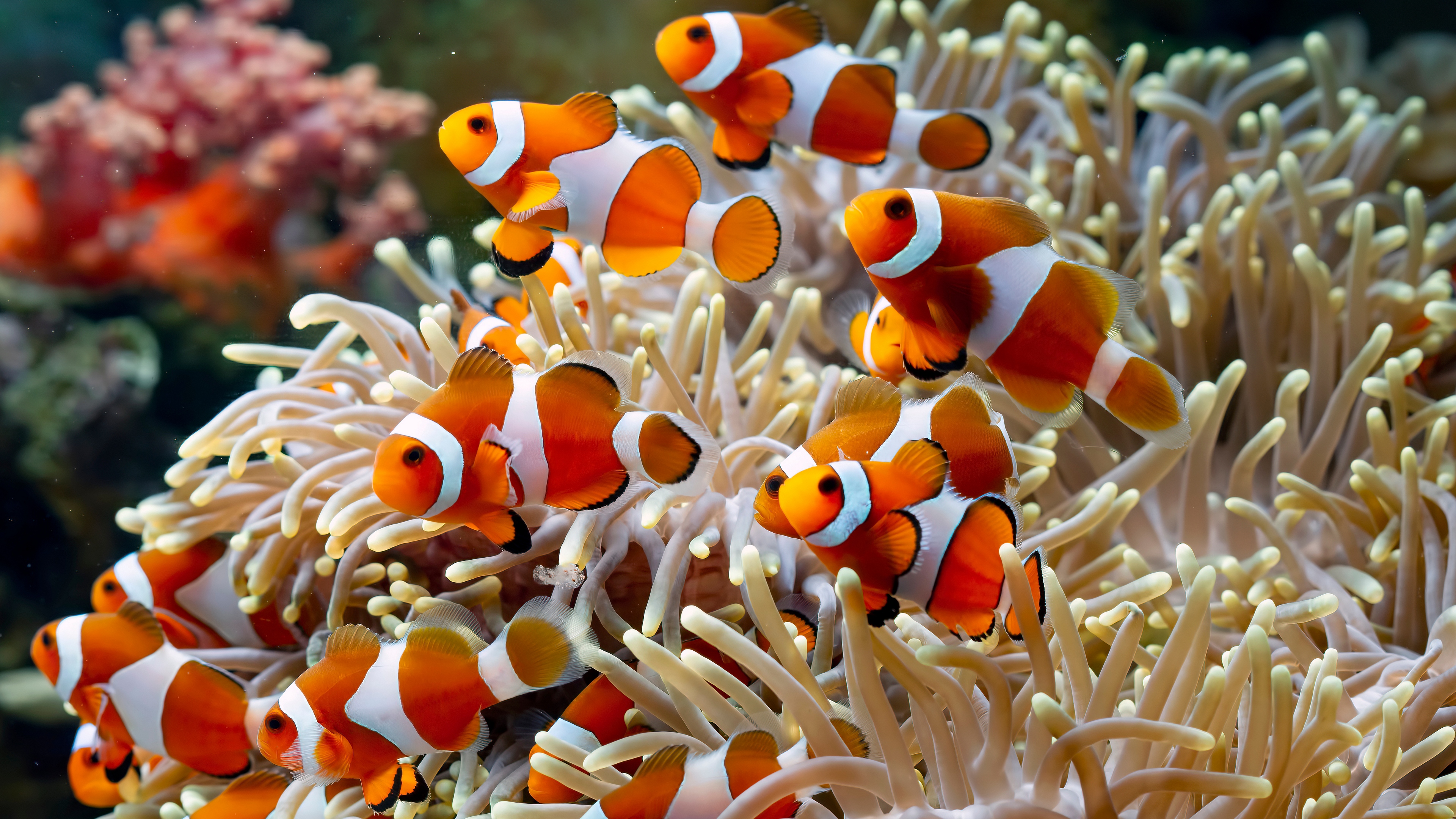 Underwater Sea Coral Fish Animals Tropical Fish Water Depth Of Field  Clownfish Wallpaper - Resolution:3840x2160 - ID:1363749 