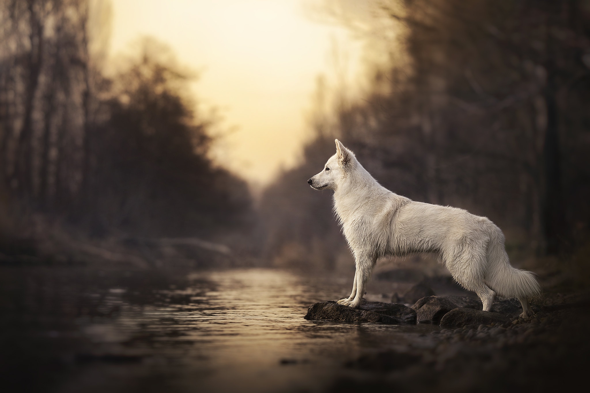 Swiss Shepherd Dog Bokeh White Animals Water 2048x1365