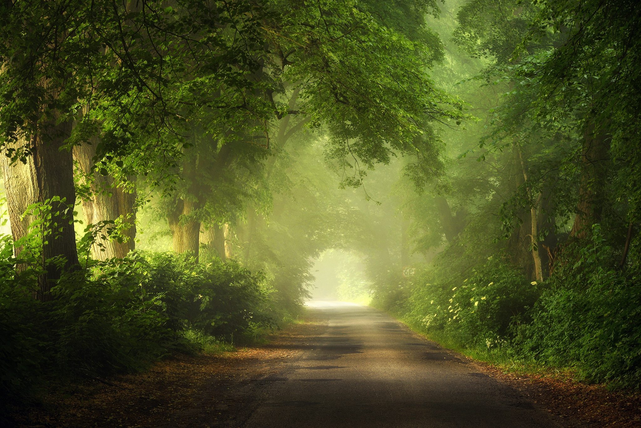Nature Forest Greenery Fog 2048x1367