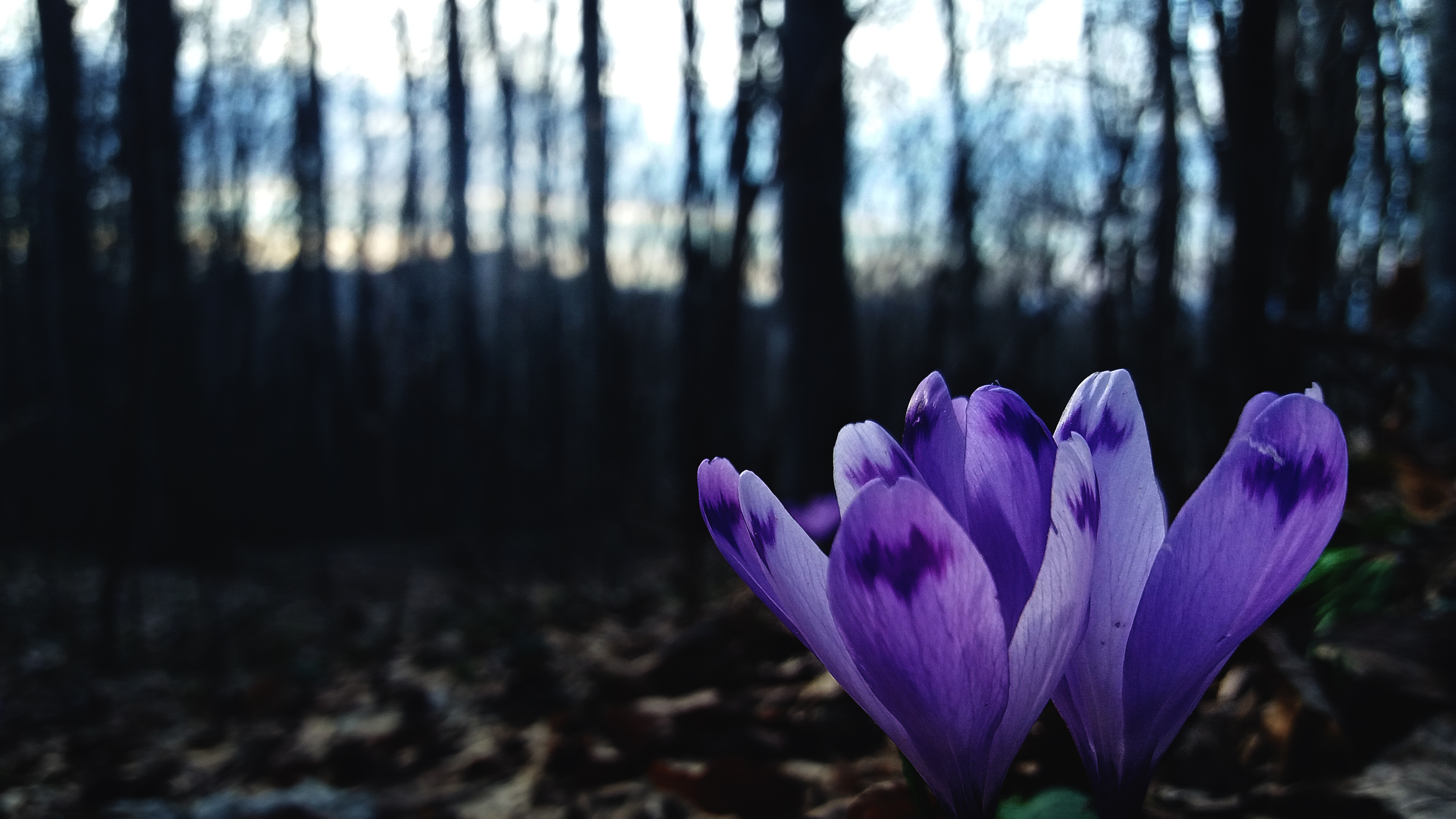 Nature Forest Leaves Trees Beech Flowers Crocus Mountains Bokeh Spring Blurred 3840x2160