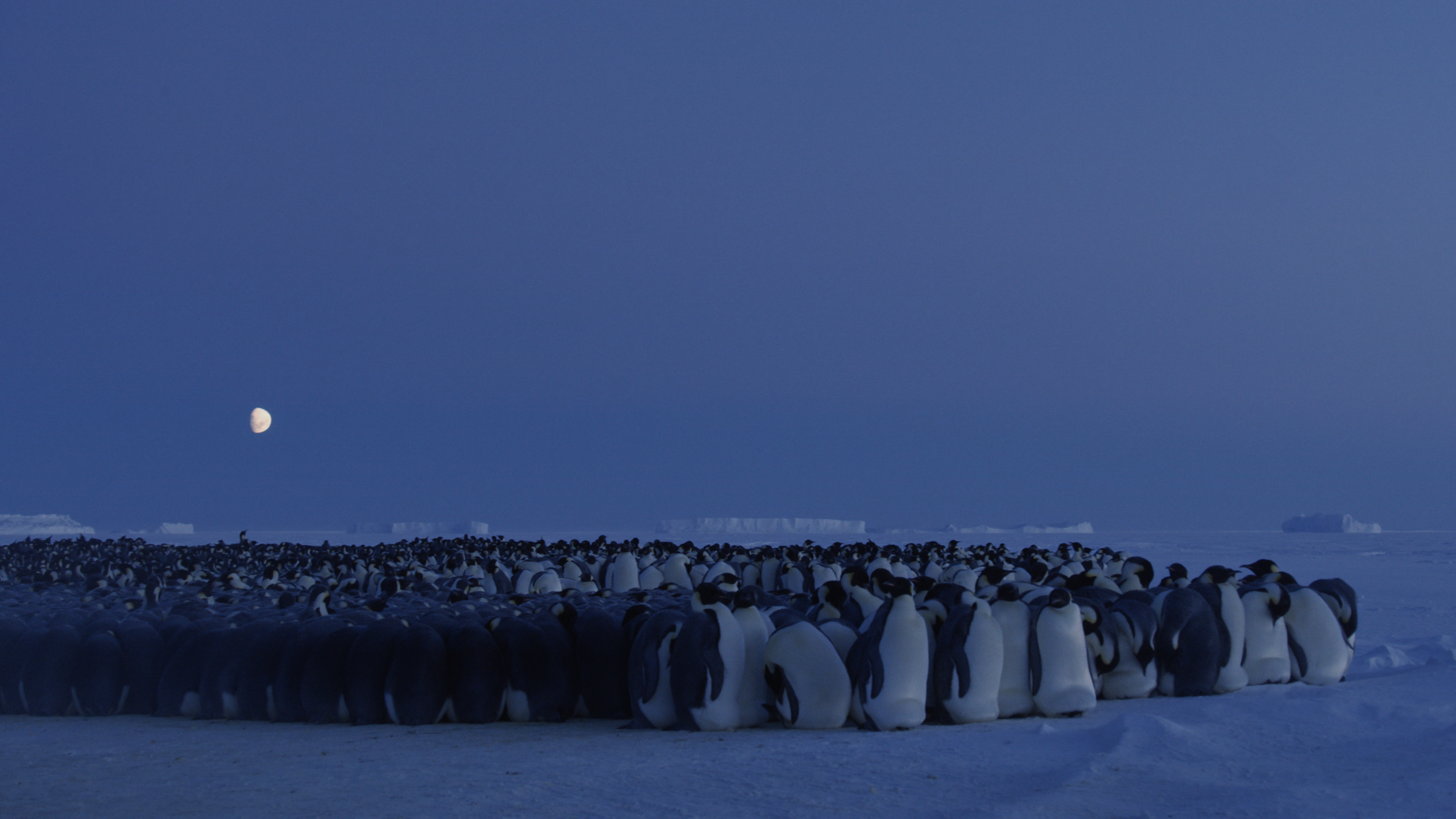 Dynasties TV Series Film Stills BBC Penguins Antarctica Snow Moon Animals 3840x2160
