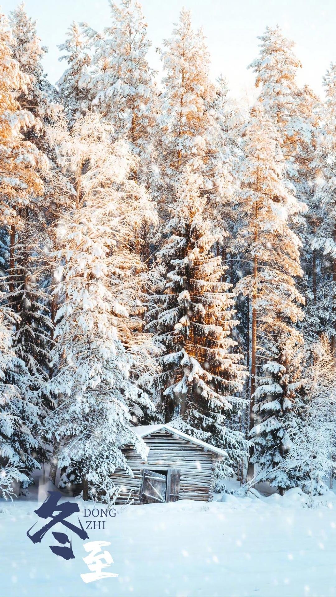 Nature Seasons Trees Snow Vertical 1080x1920