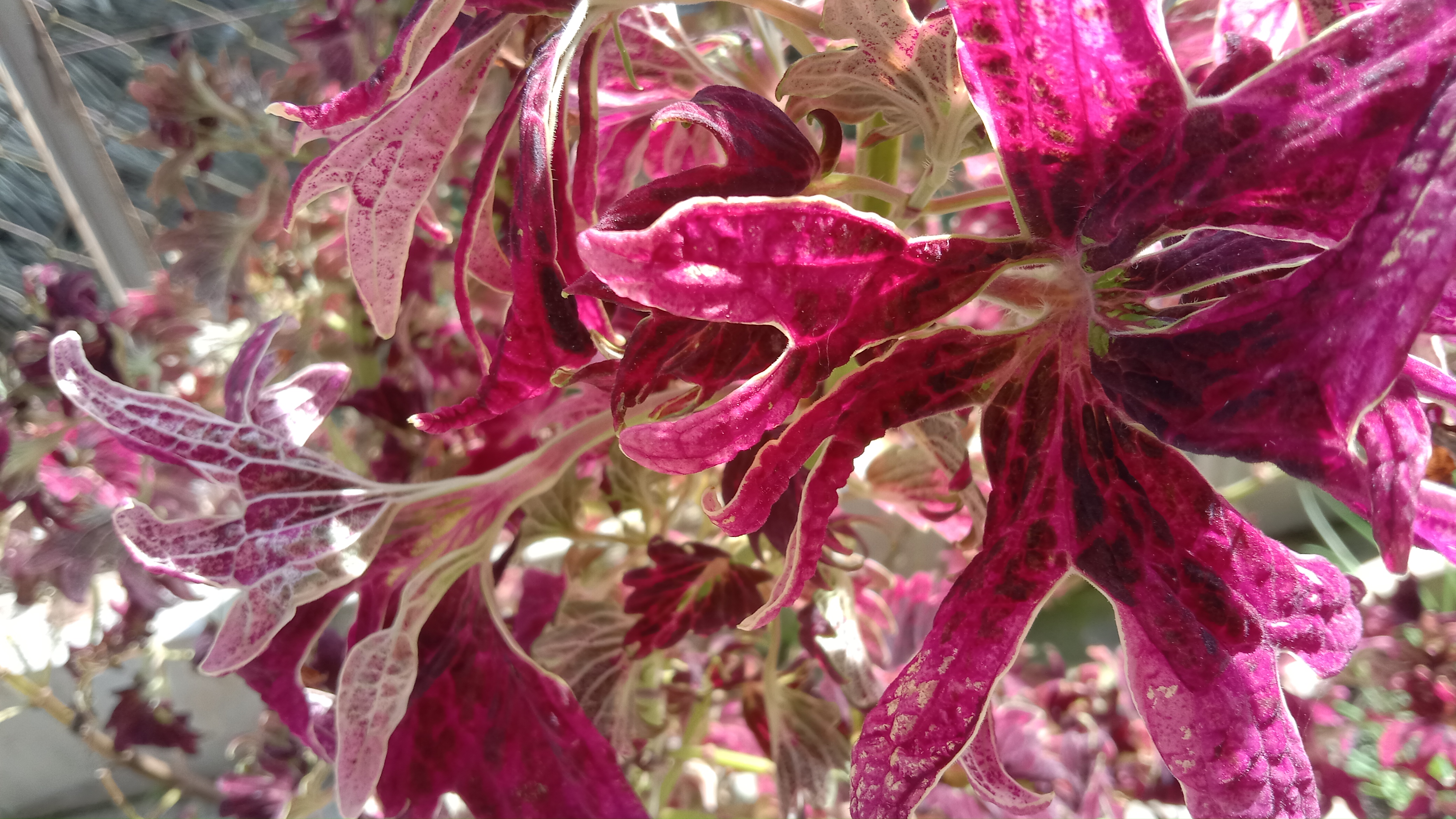 Plant Pot Red Flowers Red Flower Garden Nature Flowers 4160x2340