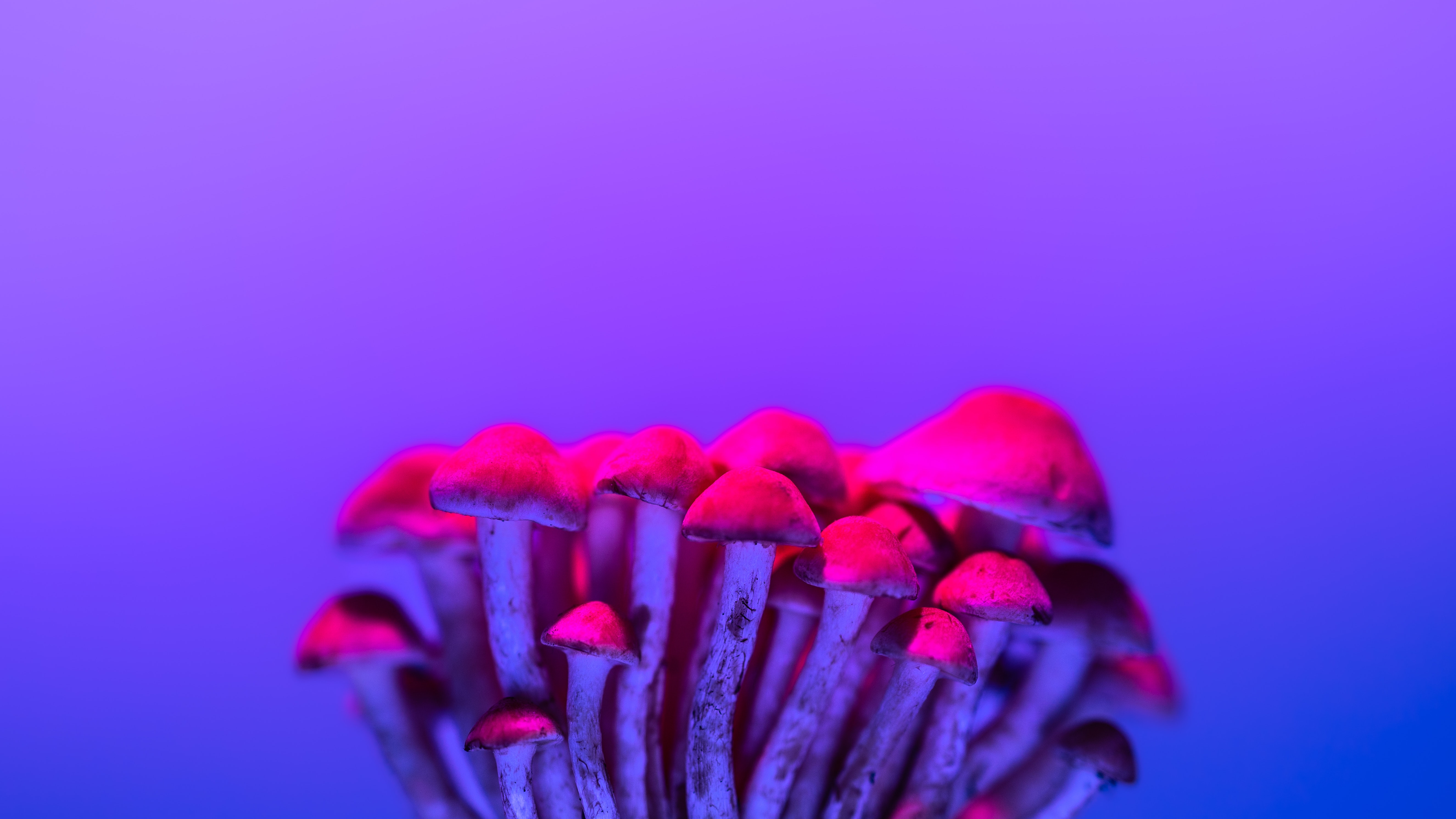 Simple Background Mushroom Red Minimalism Nature 5303x2983
