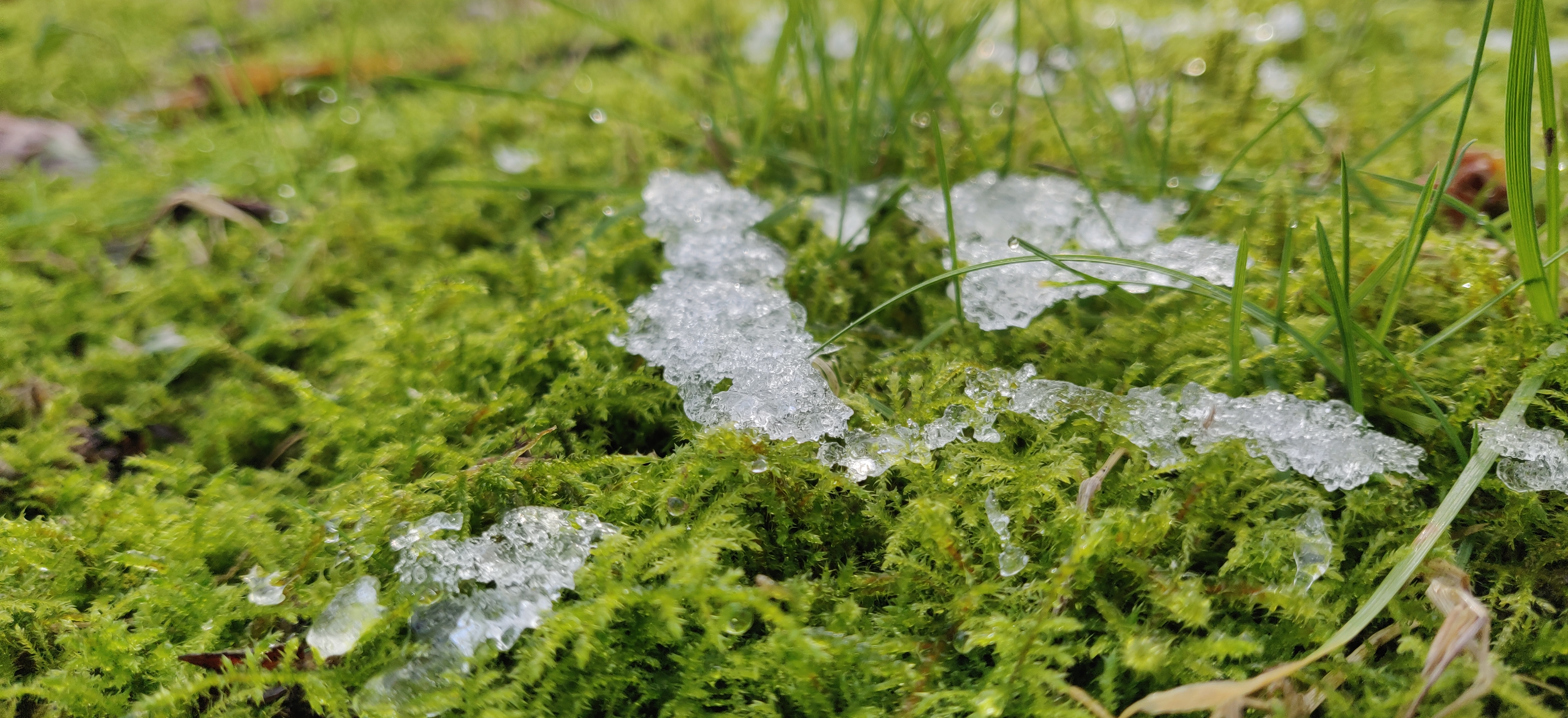 Moss Ice Nature Photography 4608x2112