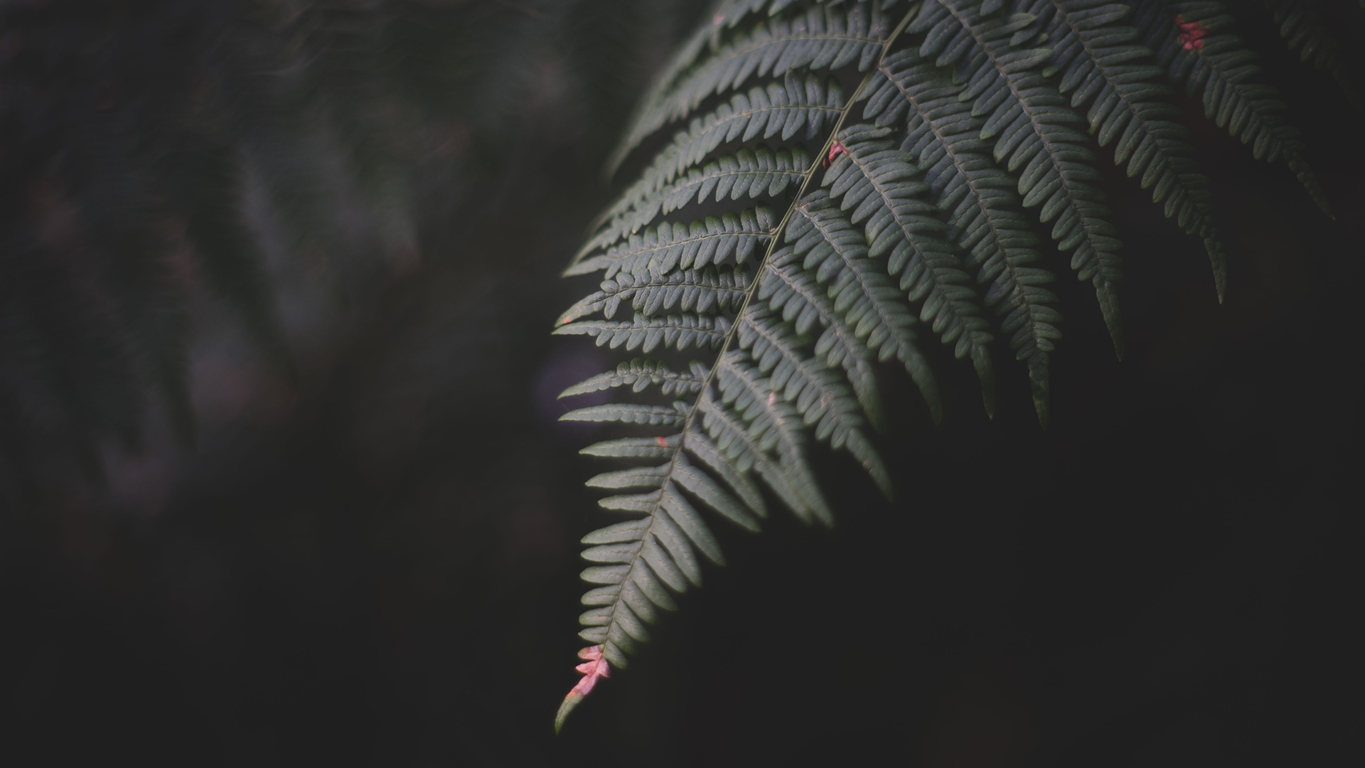 Photography Forest Macro Depth Of Field Closeup Ferns Plants Simple Background Leaves 1920x1080