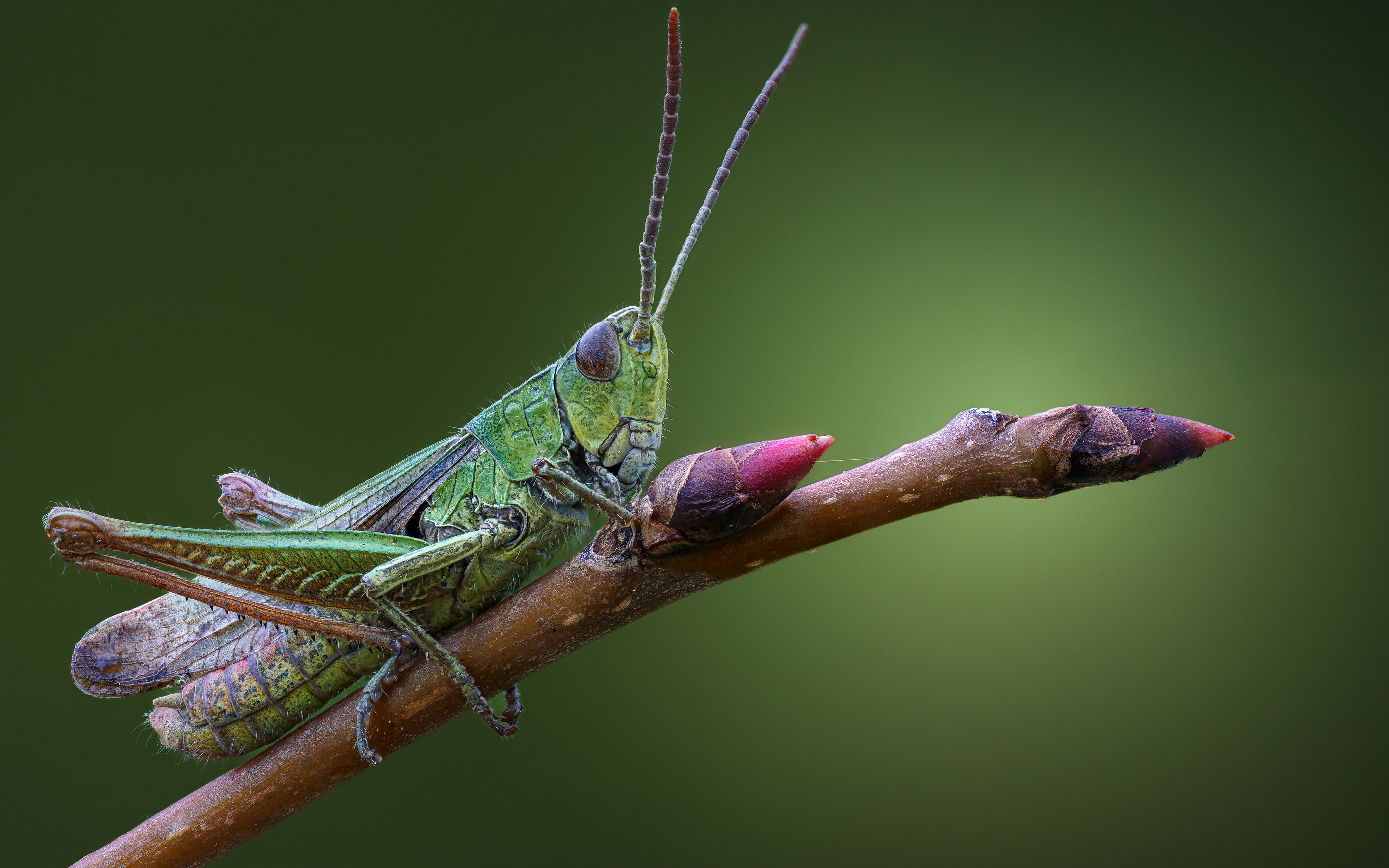 Macro Nature Insect Grasshopper Branch Depth Of Field Closeup Minimalism Simple Background 3840x2400