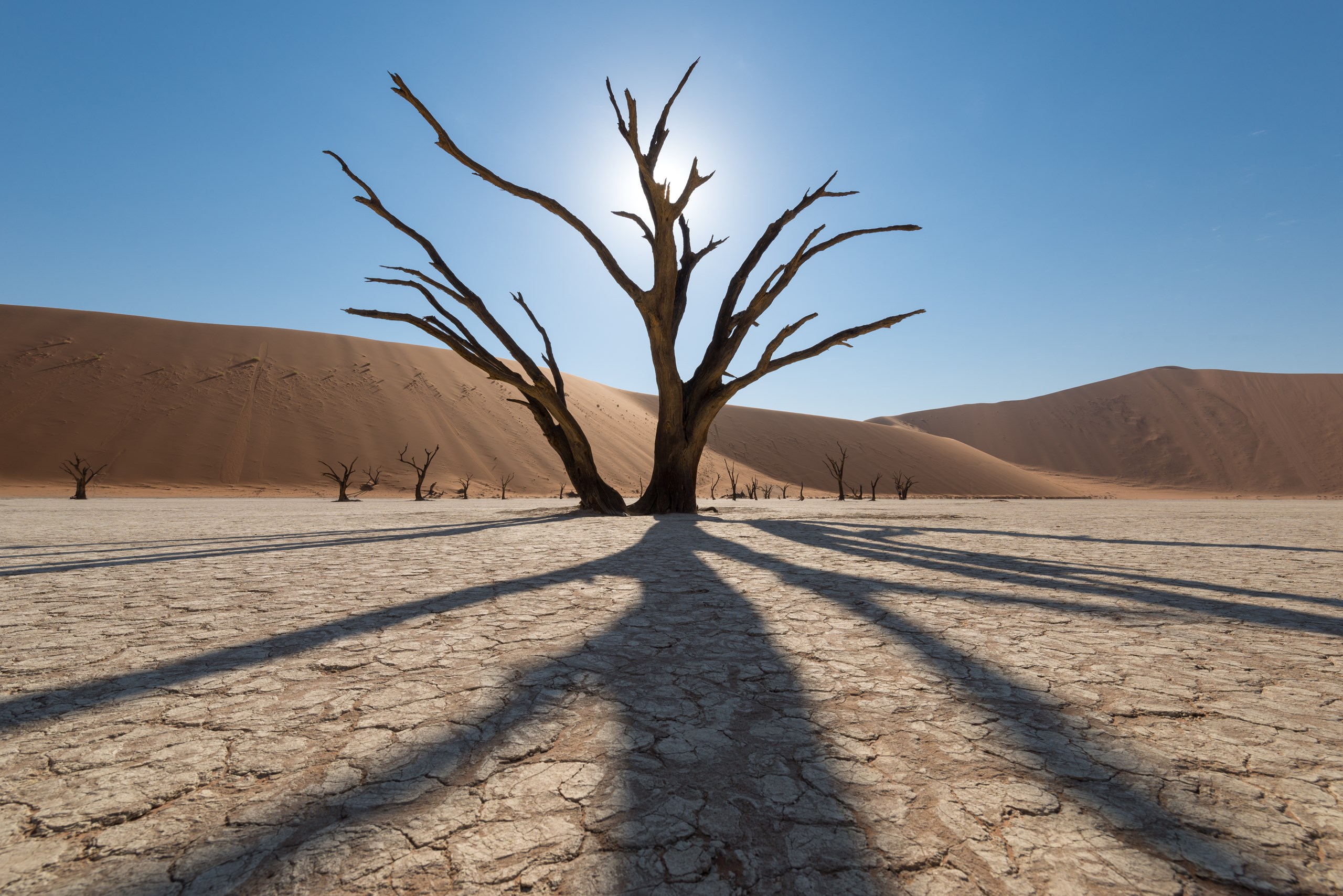 Nature Desert Sand Sun Shadow Dead Trees Dunes Namibia 2560x1708