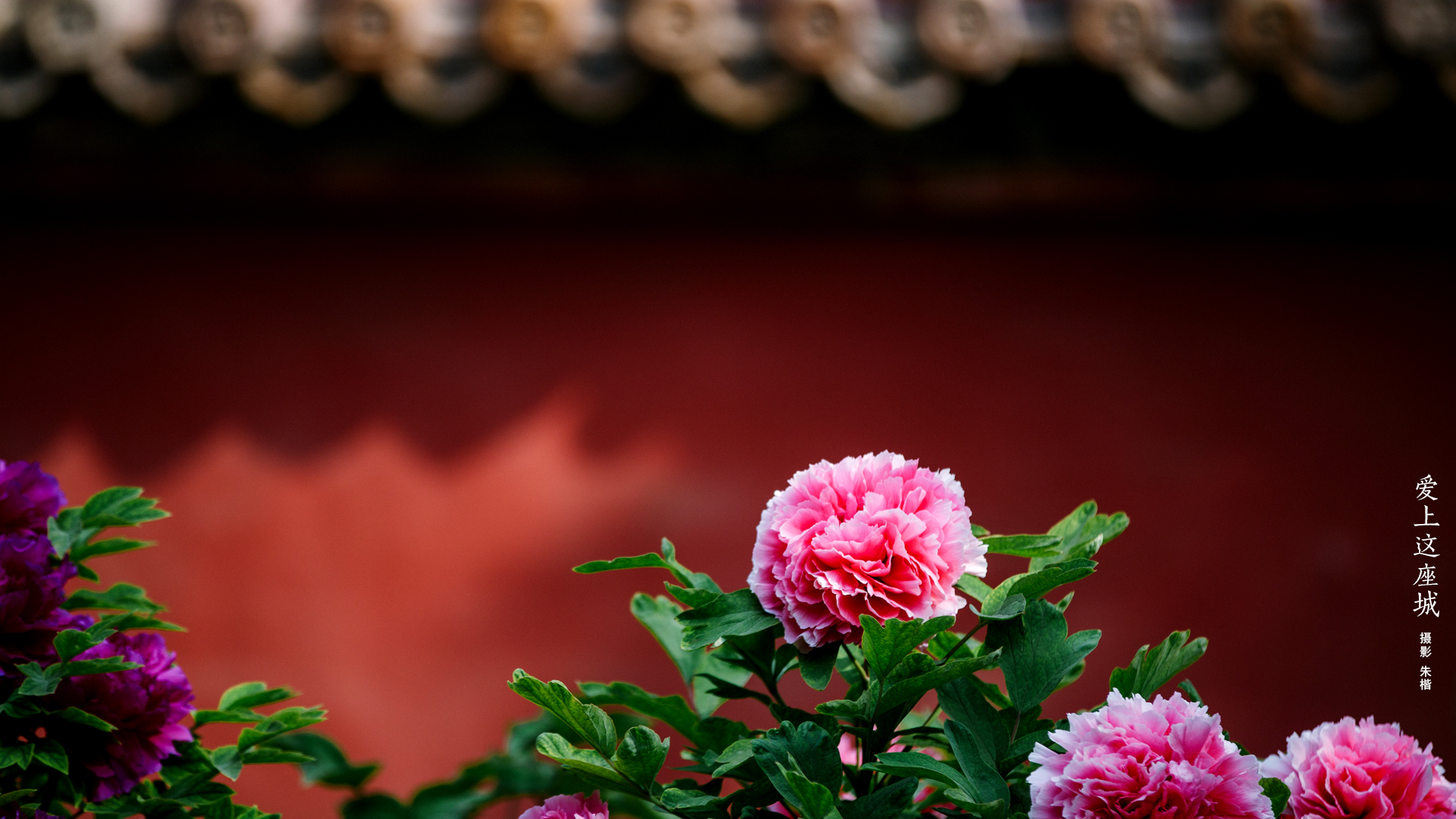 Forbidden City Architecture Palace Flowers 1920x1080