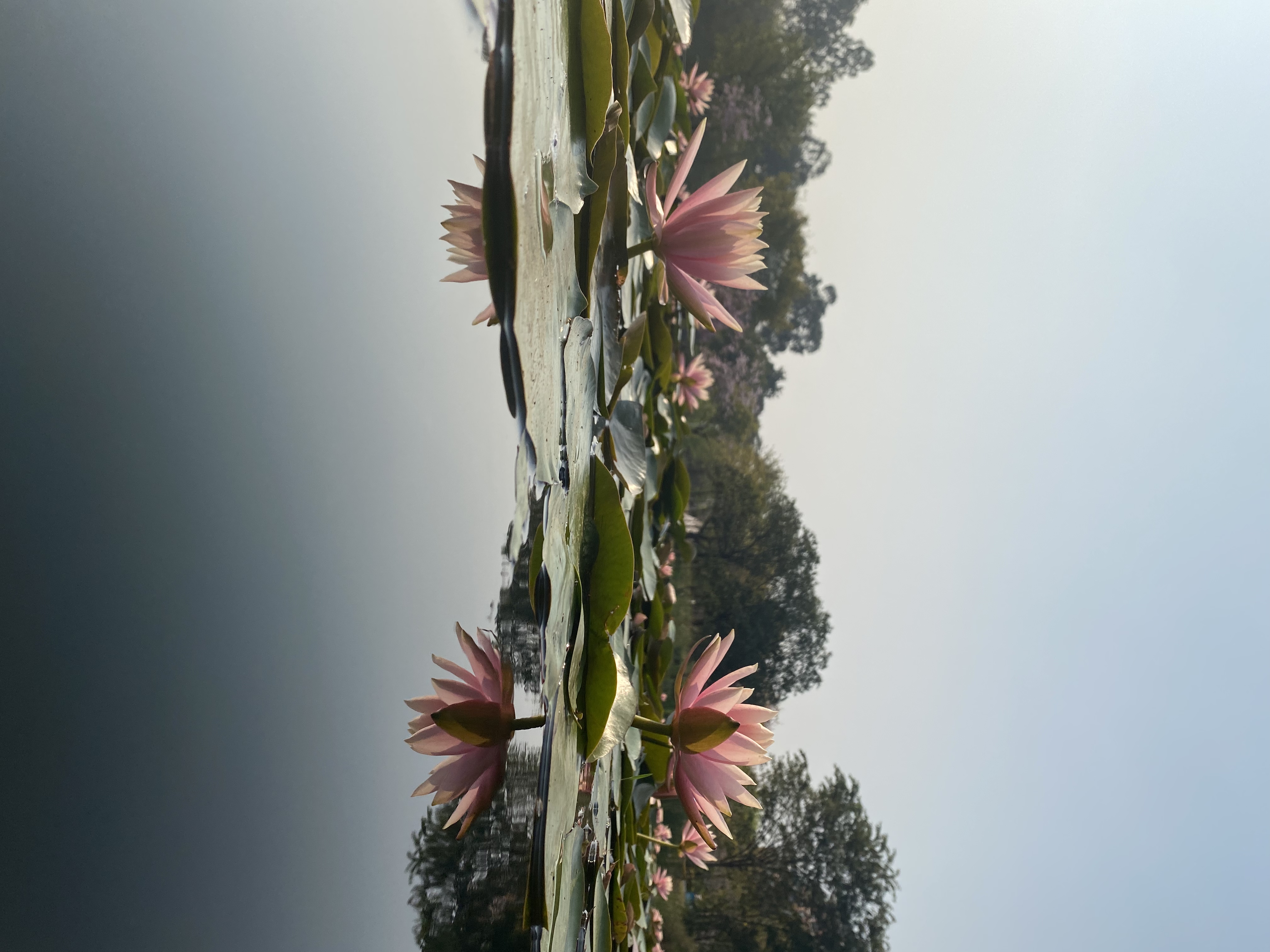 Flowers Pink Flowers Plants Lotus Flowers Portrait Display Water Reflection Water Lilies Nature Tree 4032x3024