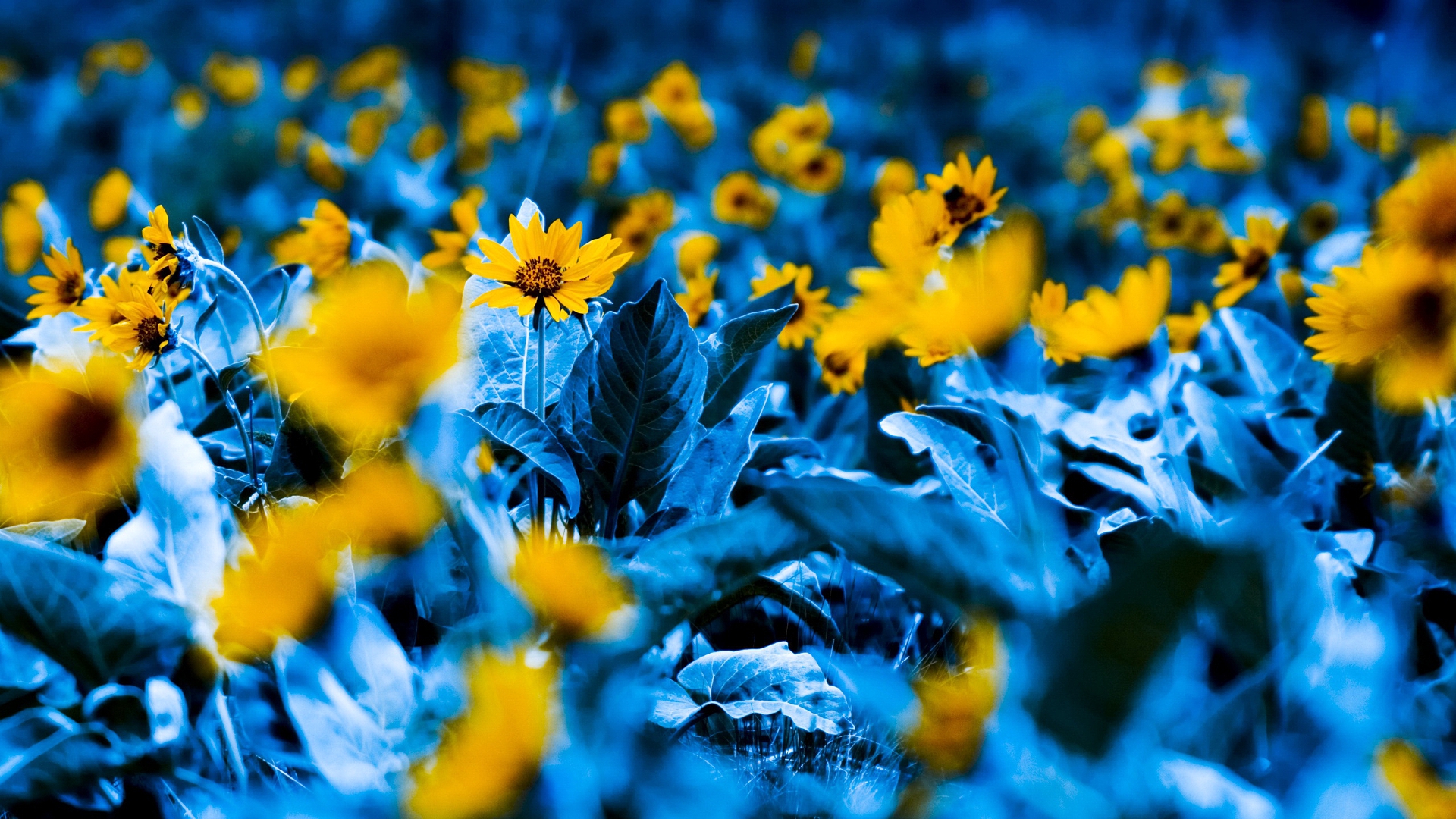 Colorful Photography Flowers Yellow Flowers Yellow Selective Coloring Depth Of Field Grass Blue 1920x1080