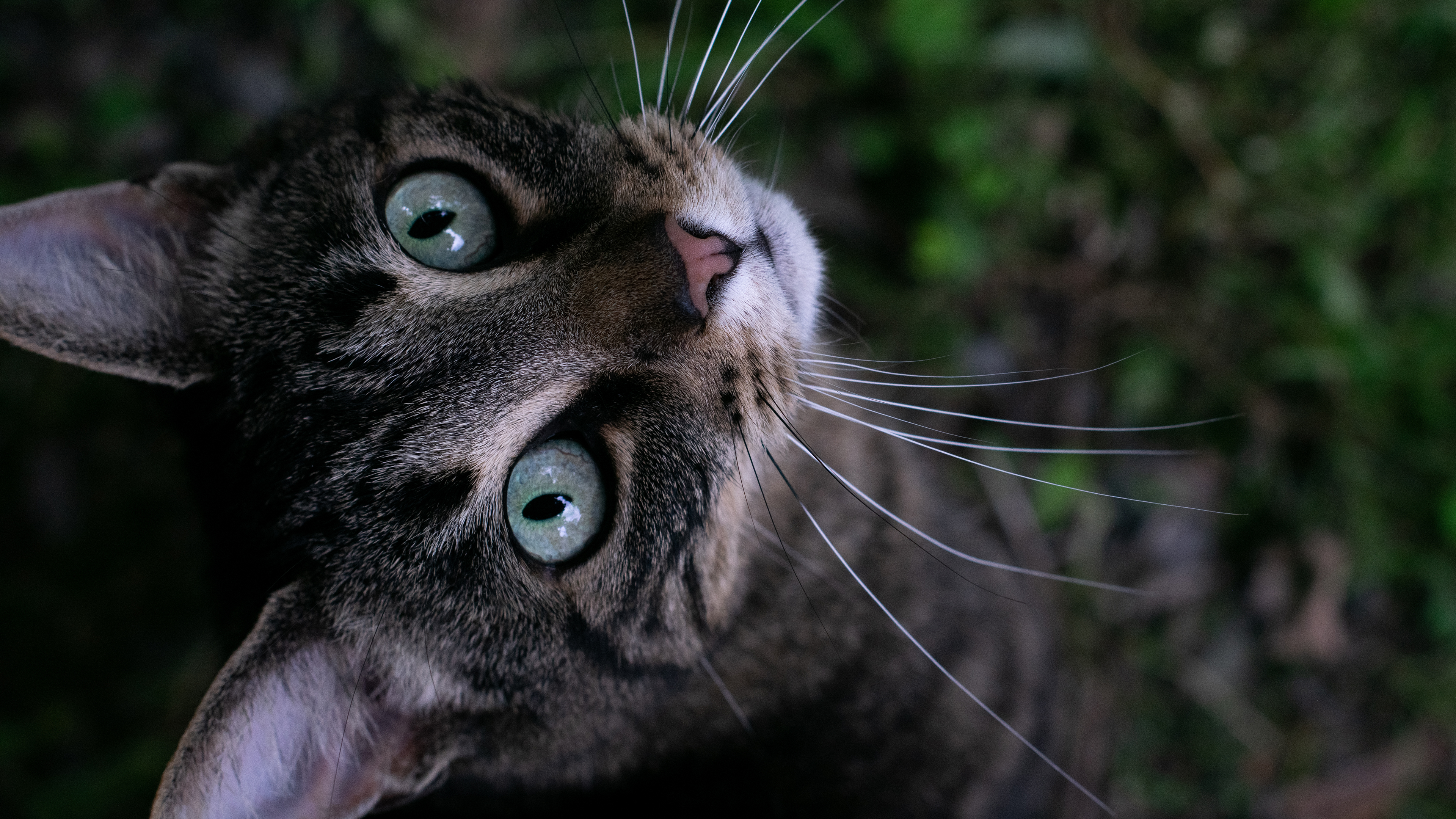 Cats Green Eyes Bokeh Whiskers Animals Looking At Viewer Feline Cat Eyes Mammals Nature 3840x2160