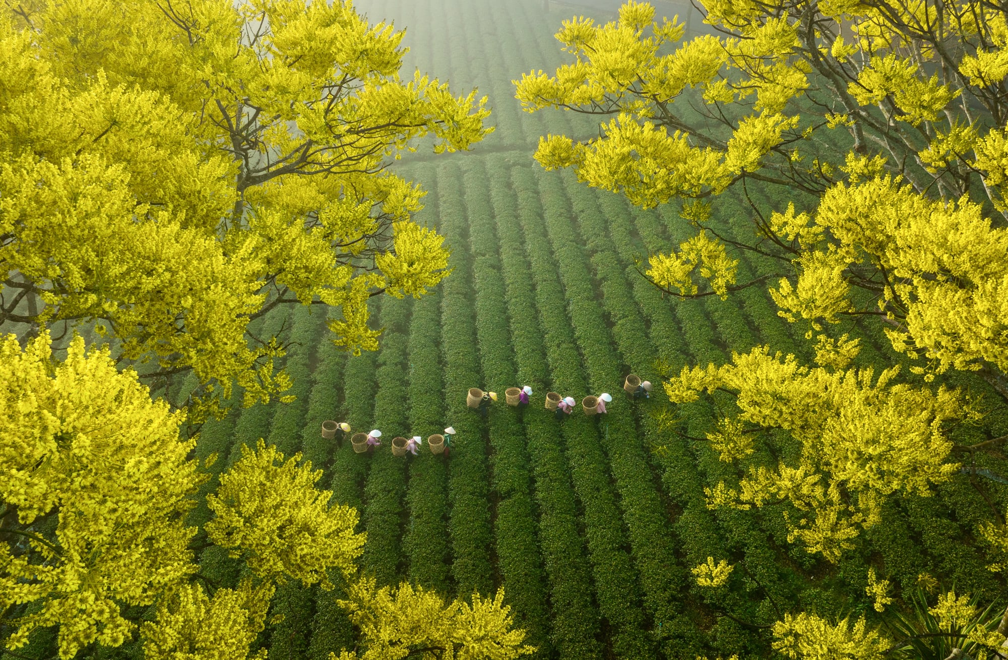 Aerial Birds Eye View Nature Landscape Asia Field Trees Plants Leaves People Workers Vietnam Tea Pla 2000x1309