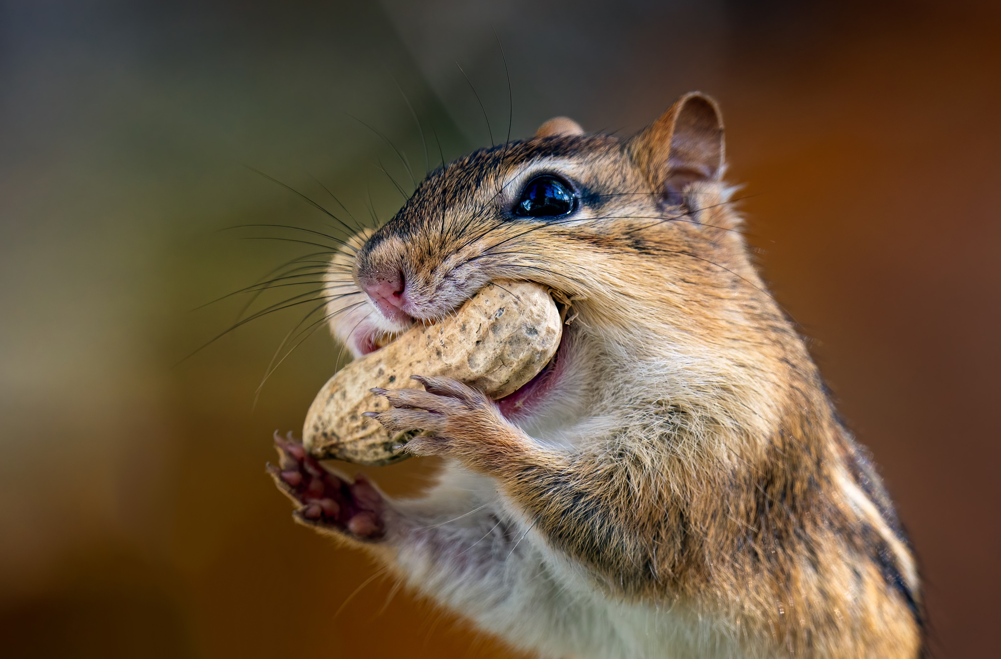 Nut Rodent Peanut 3186x2097