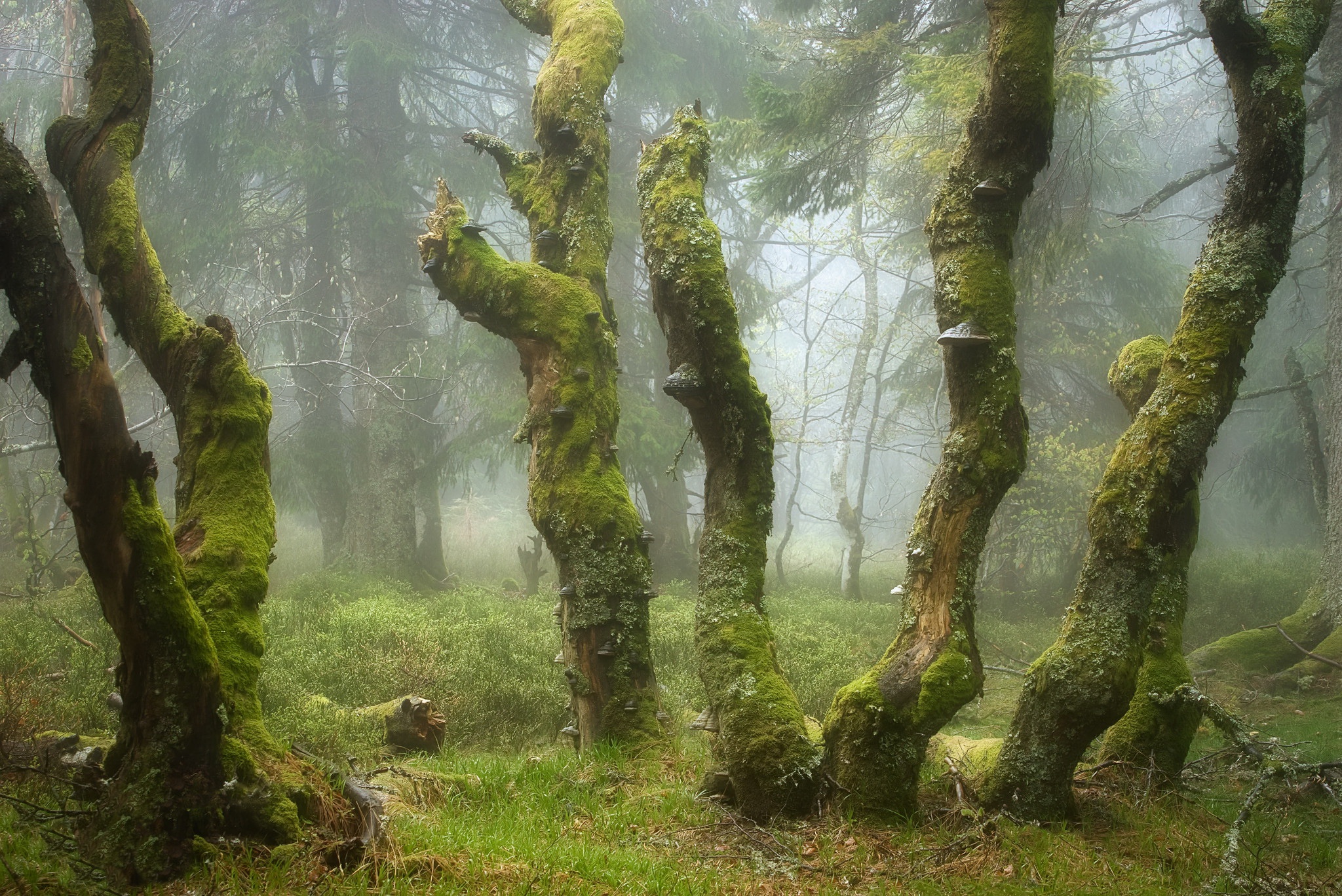 Forest Fog 2048x1368