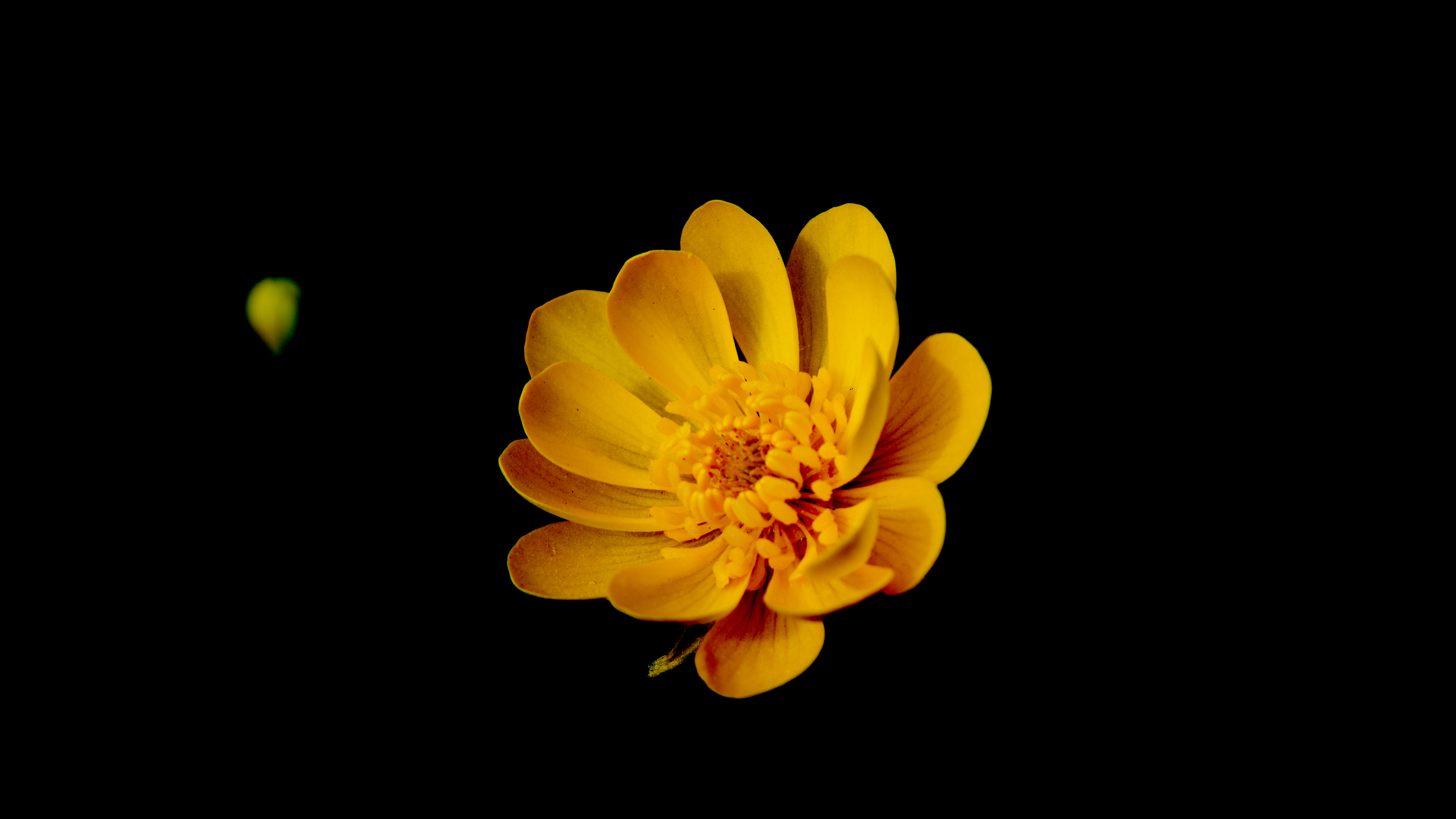 Yellow Nature Black Background Yellow Flower Flowers Petals Simple Background Minimalism 6000x3375