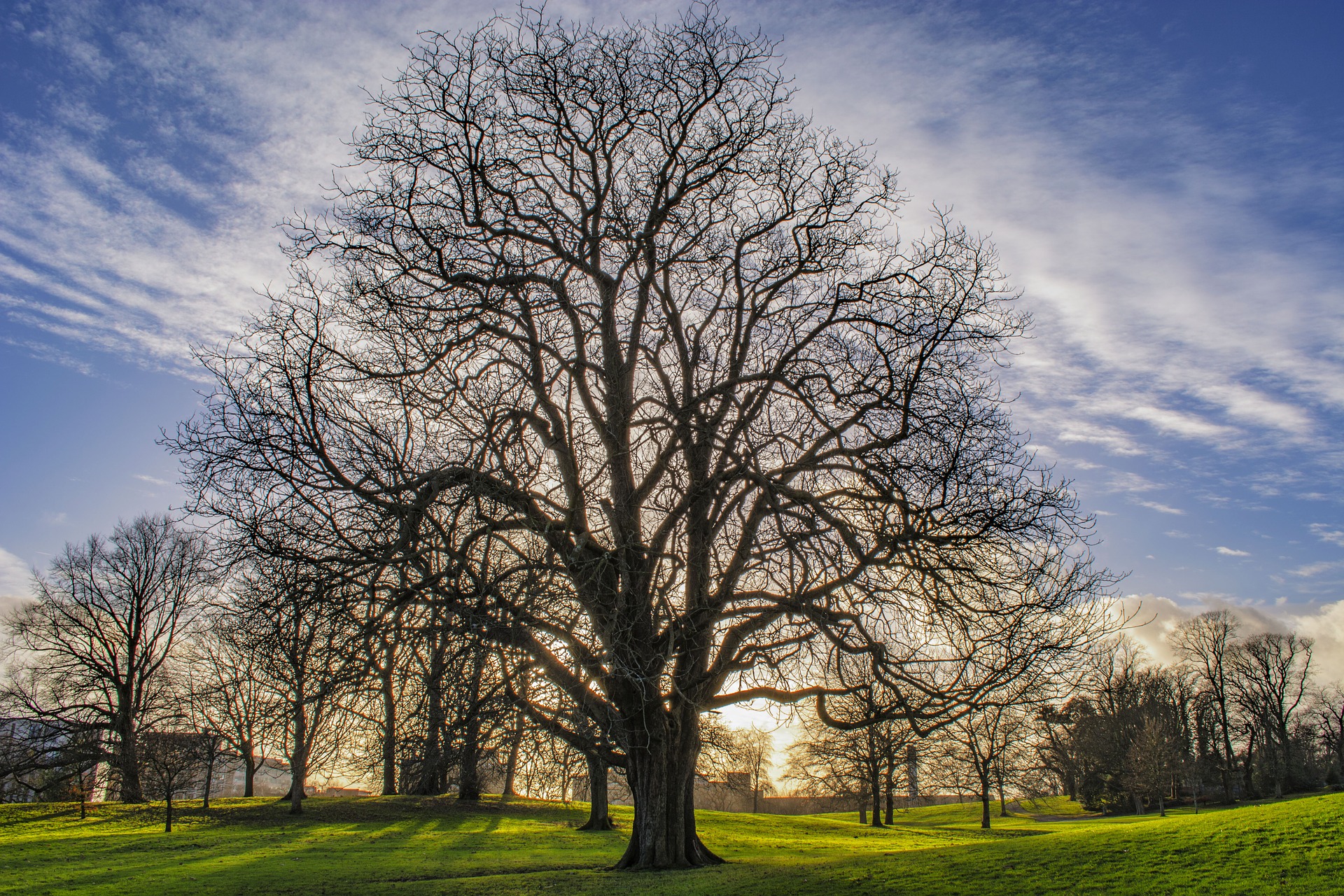 Trees Landscape Nature Grass Clouds Evening Glow Sky 1920x1280