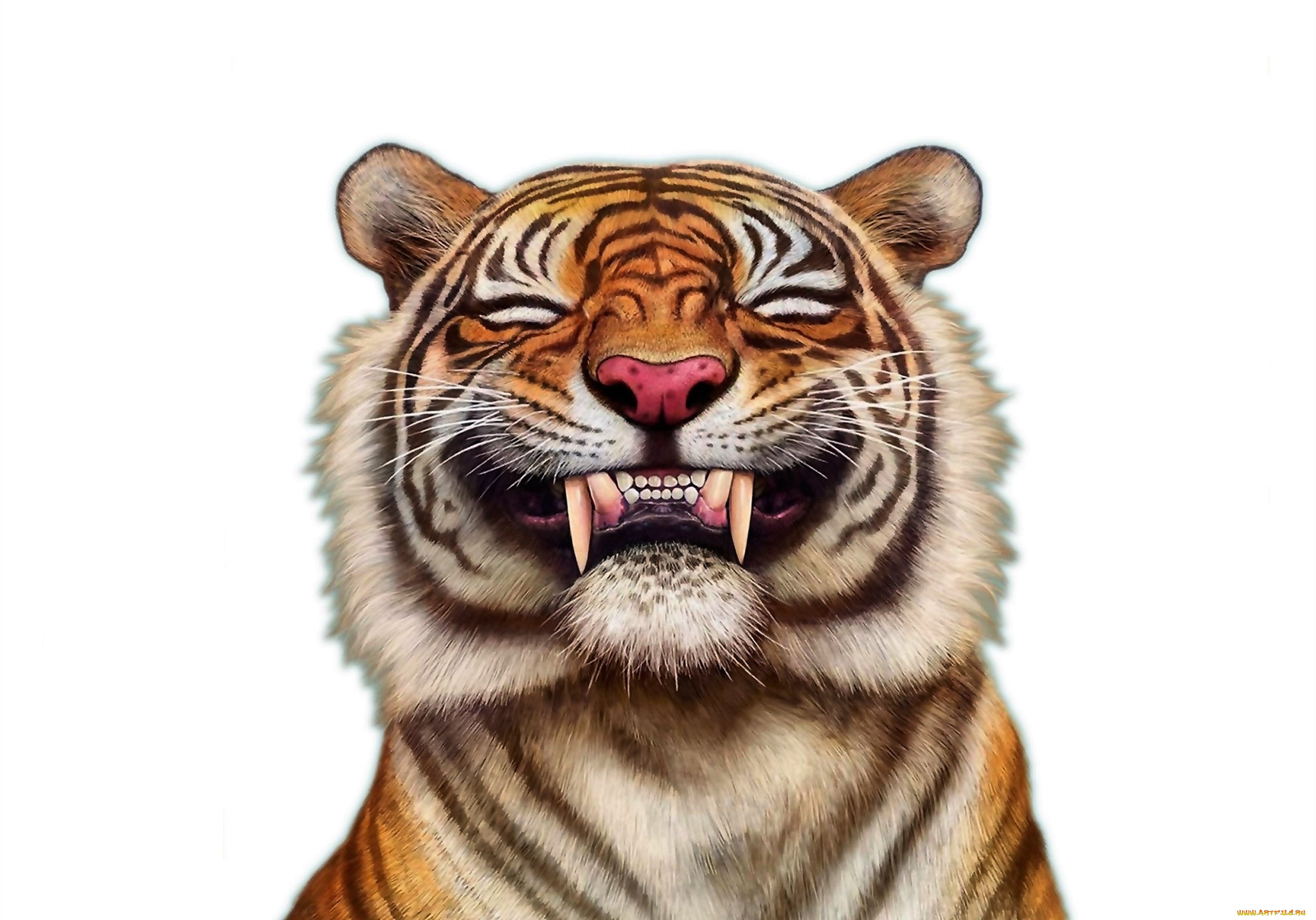 Artwork Animals Mammals Tiger White Background Simple Background 2505x1750