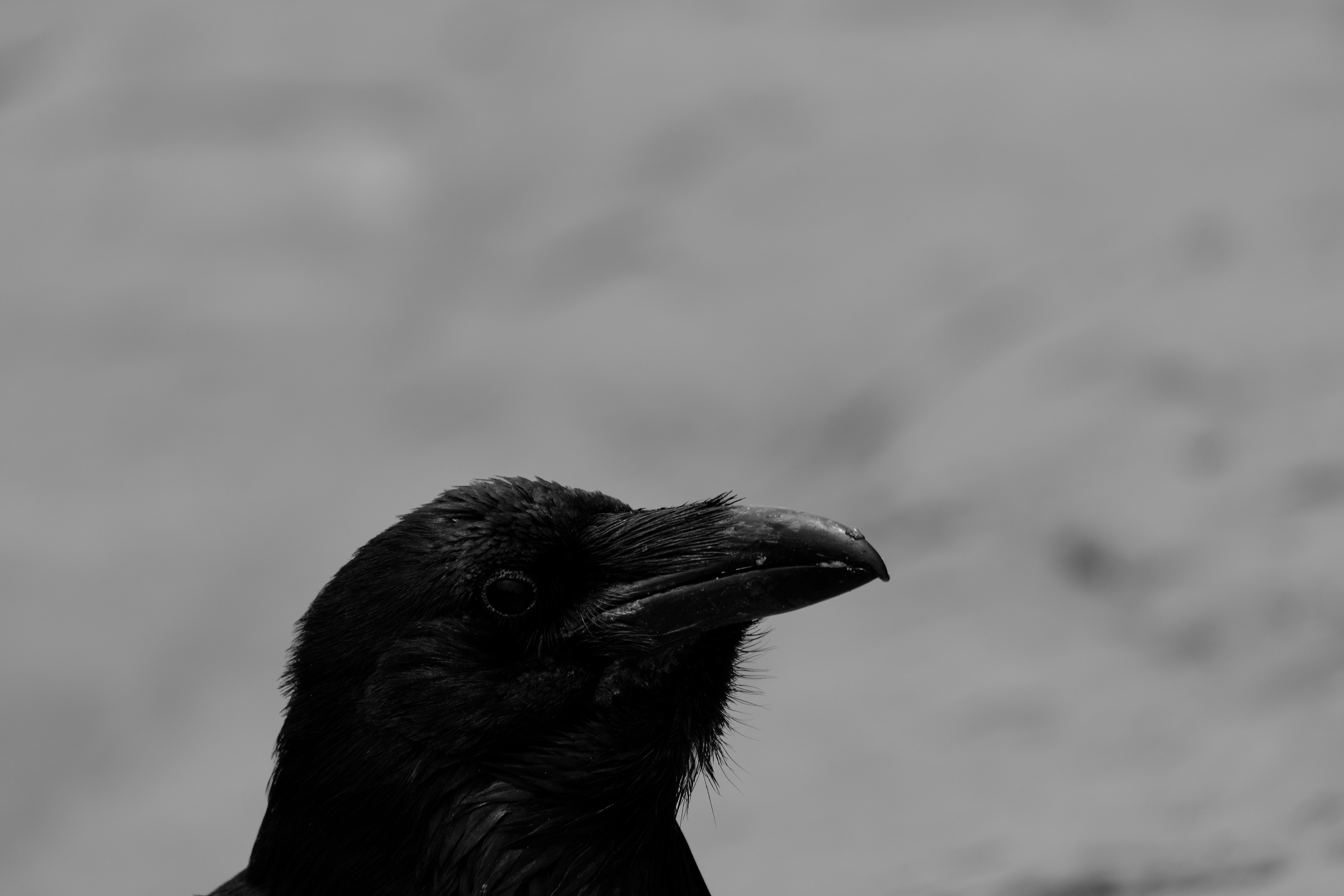 Animals Raven Birds Low Saturation Monochrome Crow Nature 6240x4160
