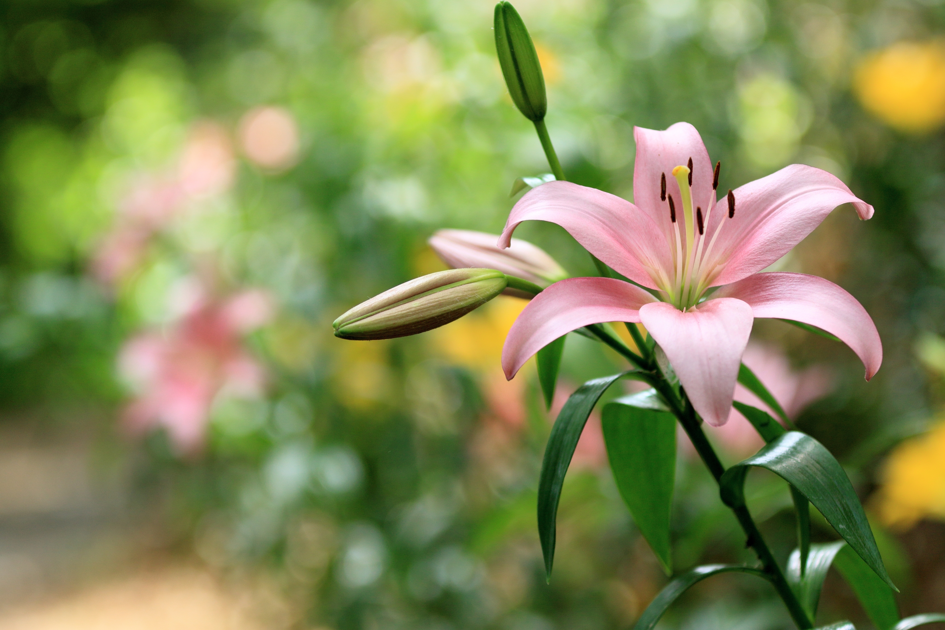 Earth Lily 3600x2400