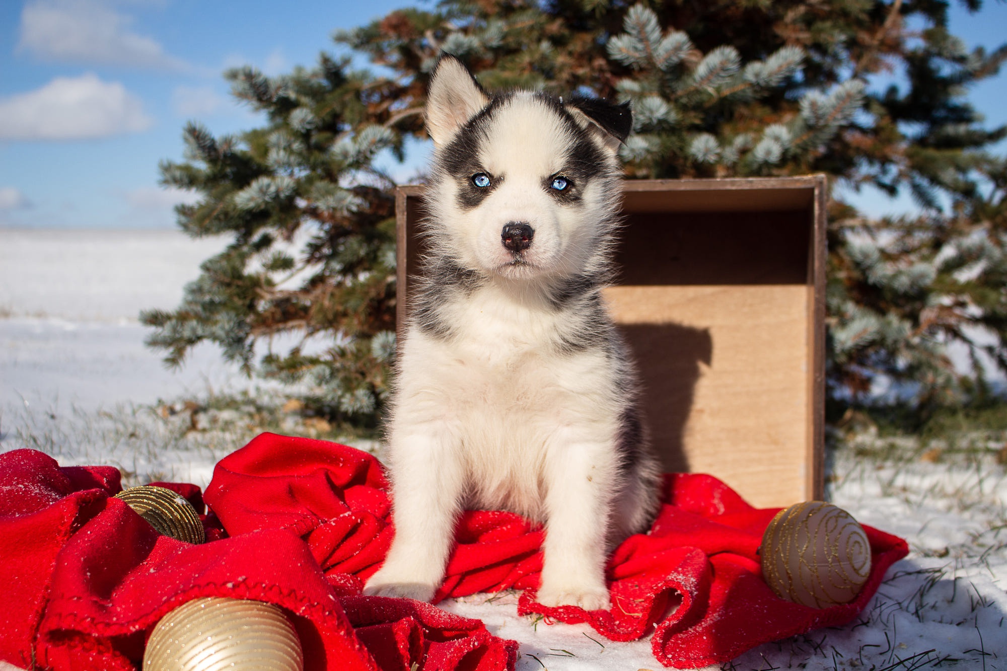Baby Animal Puppy Blue Eyes Siberian Husky 2000x1333