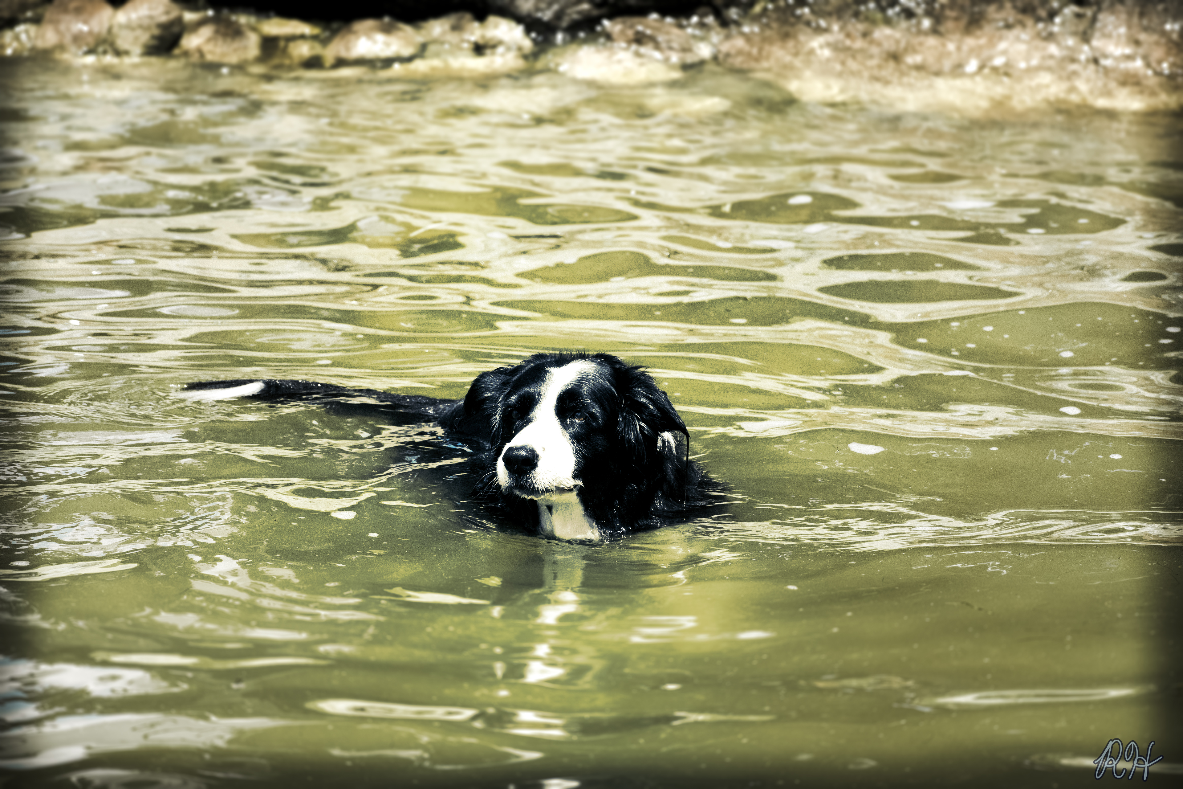 Dog Pet Swimming Lake Water Border Collie Summer Swimming Dog Animals Nature Mammals 3840x2560