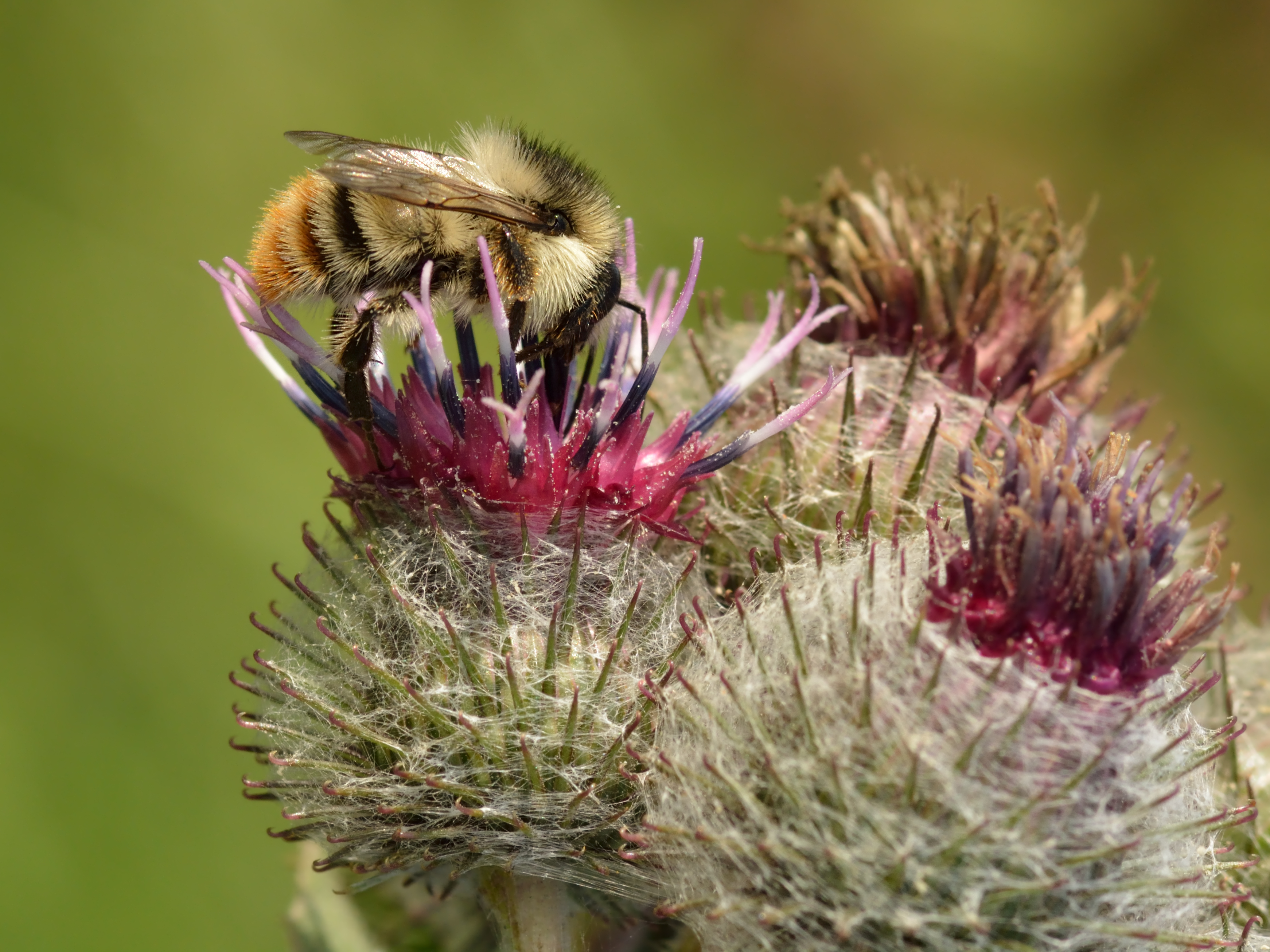 Flower Thistle Shrill Carder Bee 3484x2613