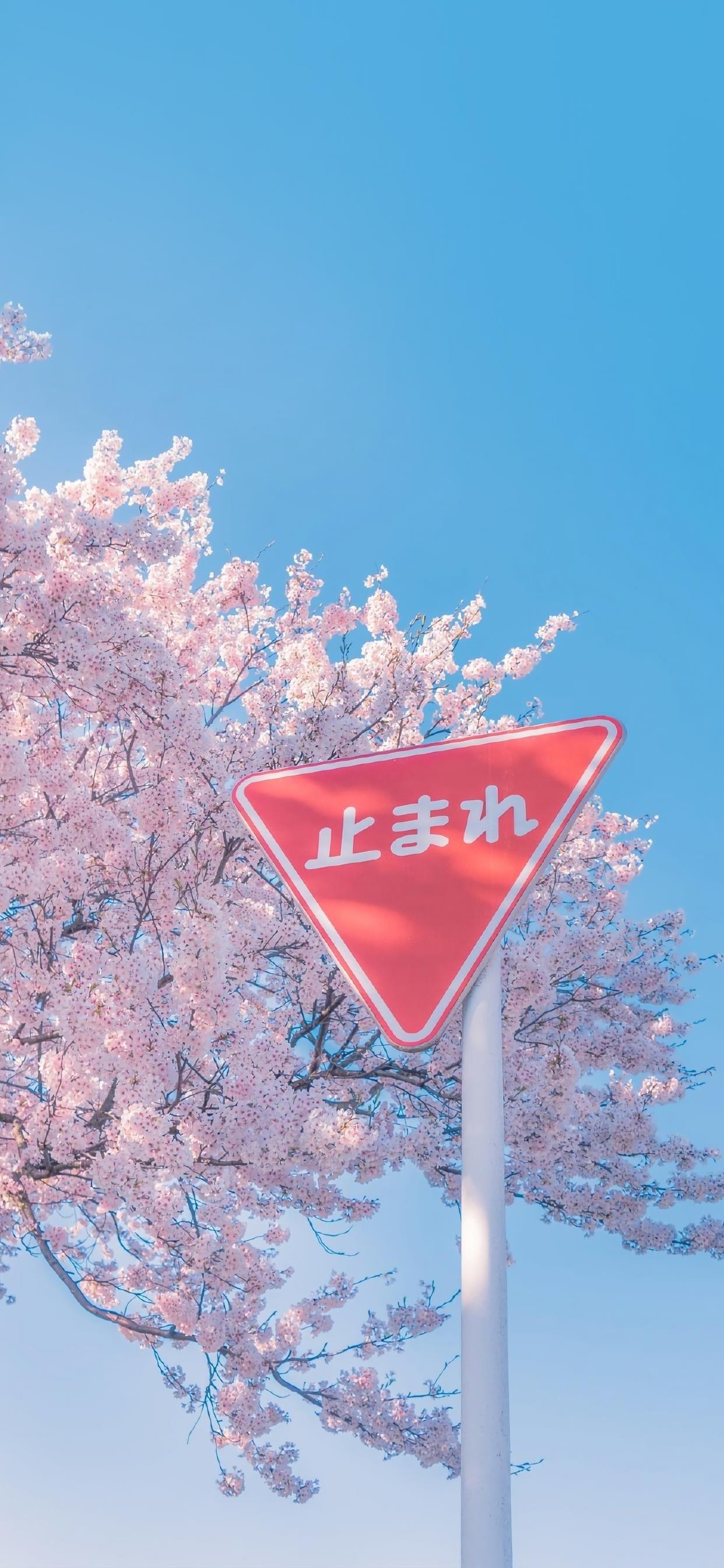 Cherry Trees Road Sign Vertical Sky 1242x2688