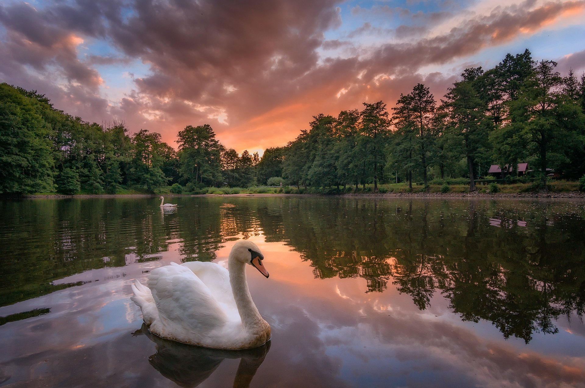 Swan Bird Lake Reflection Sunset 1920x1275