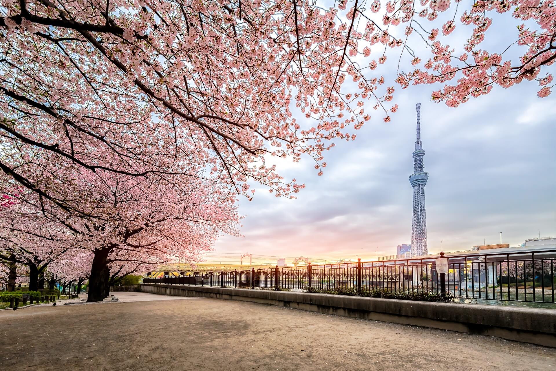 Tokyo Japan Cherry Blossom Trees Tower Flowers 1920x1281